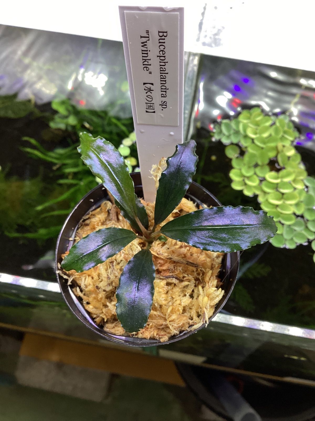 Bucephalandra sp. “Twinkle” - メルカリ