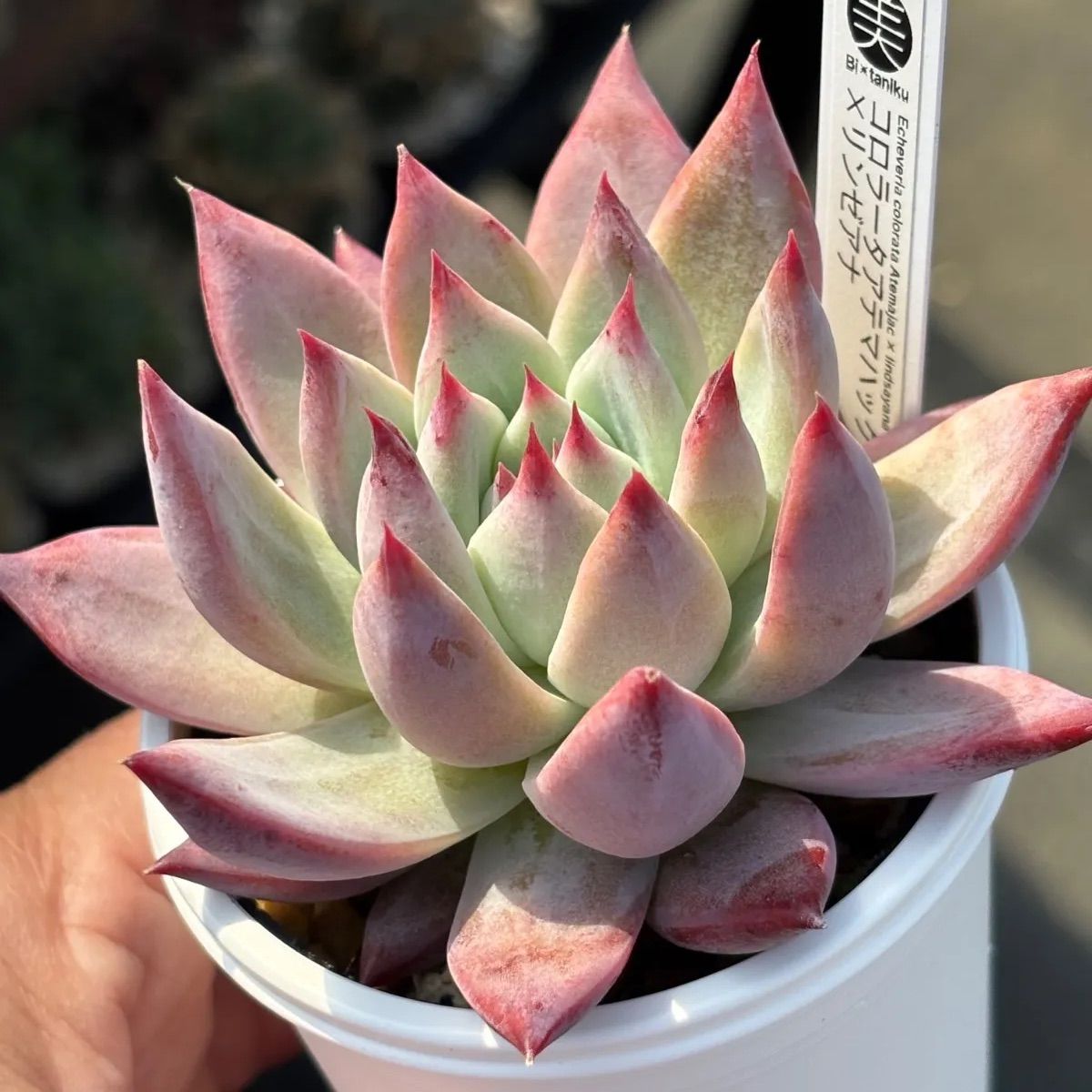 ☆オリジナル交配！☆コロラータアテマハック×リンゼアナ 多肉植物（土