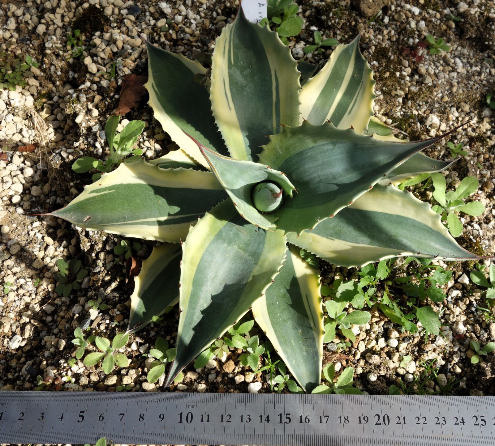 アガベ オバティフォリアオルカ1 - メルカリ