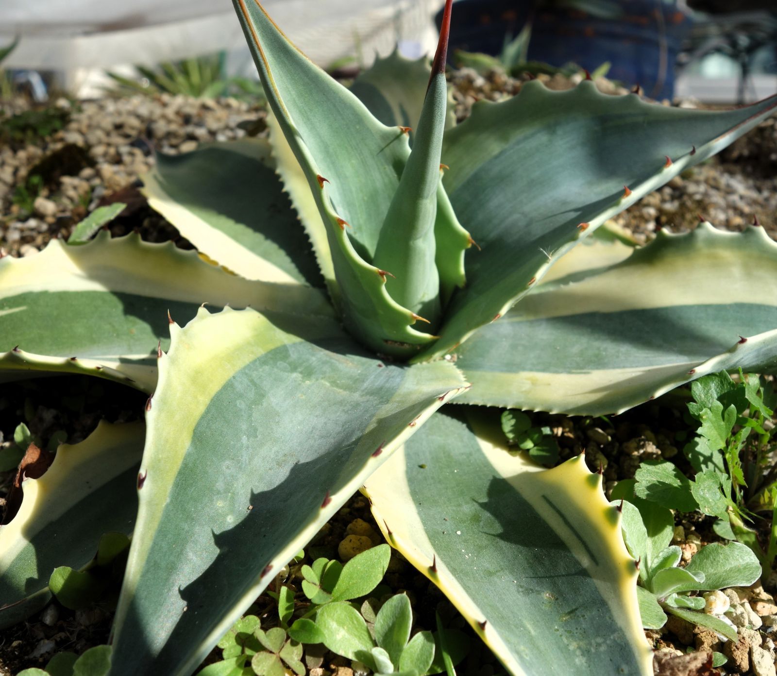 アガベ オバティフォリアオルカ1 - メルカリ