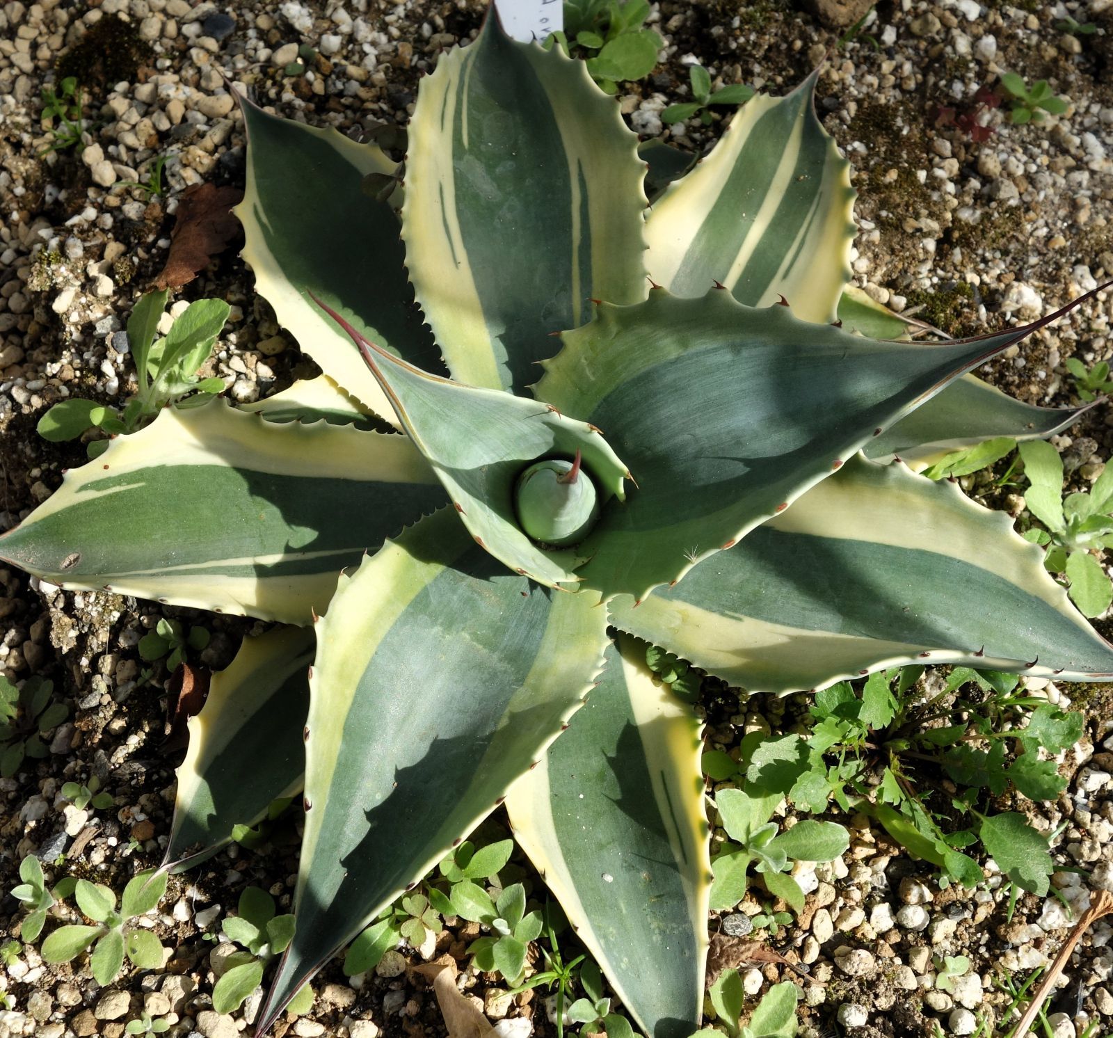 アガベ オバティフォリアオルカ1 - メルカリ