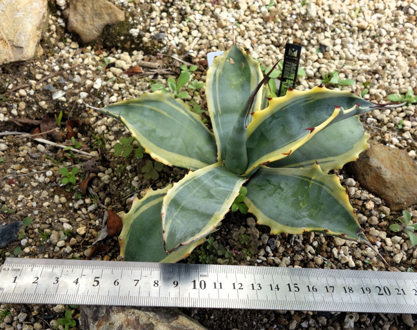観葉植物 アガベ サルミアナフェロックス錦 黄覆輪