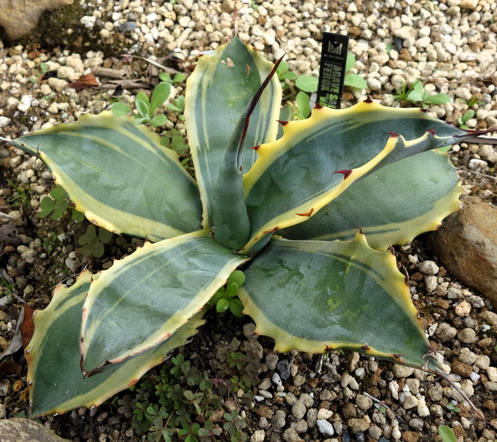 アガベ サルミアナフェロックス錦 黄覆輪 - メルカリ