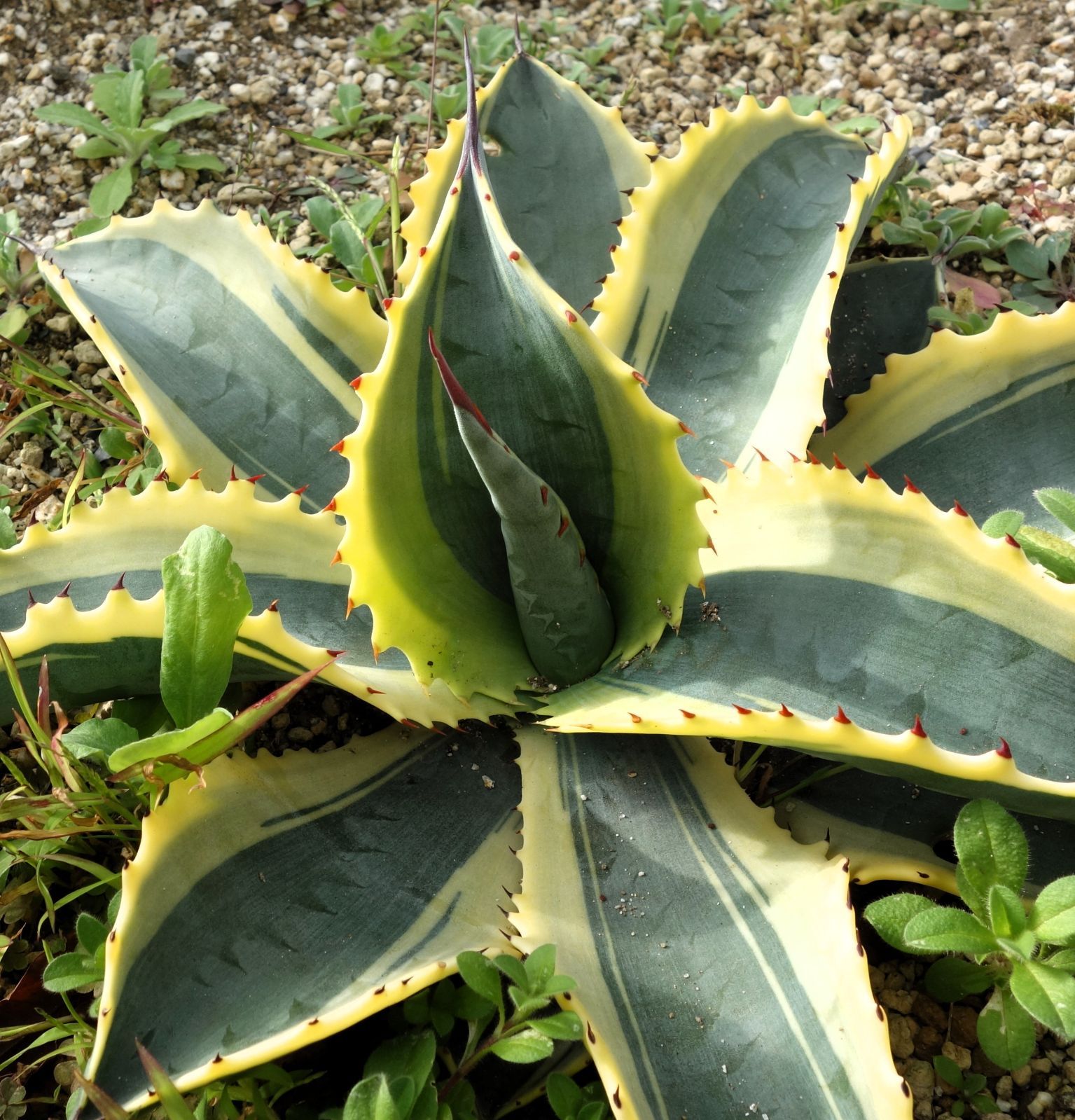 アガベ サルミアナリップルエフェクト - メルカリ