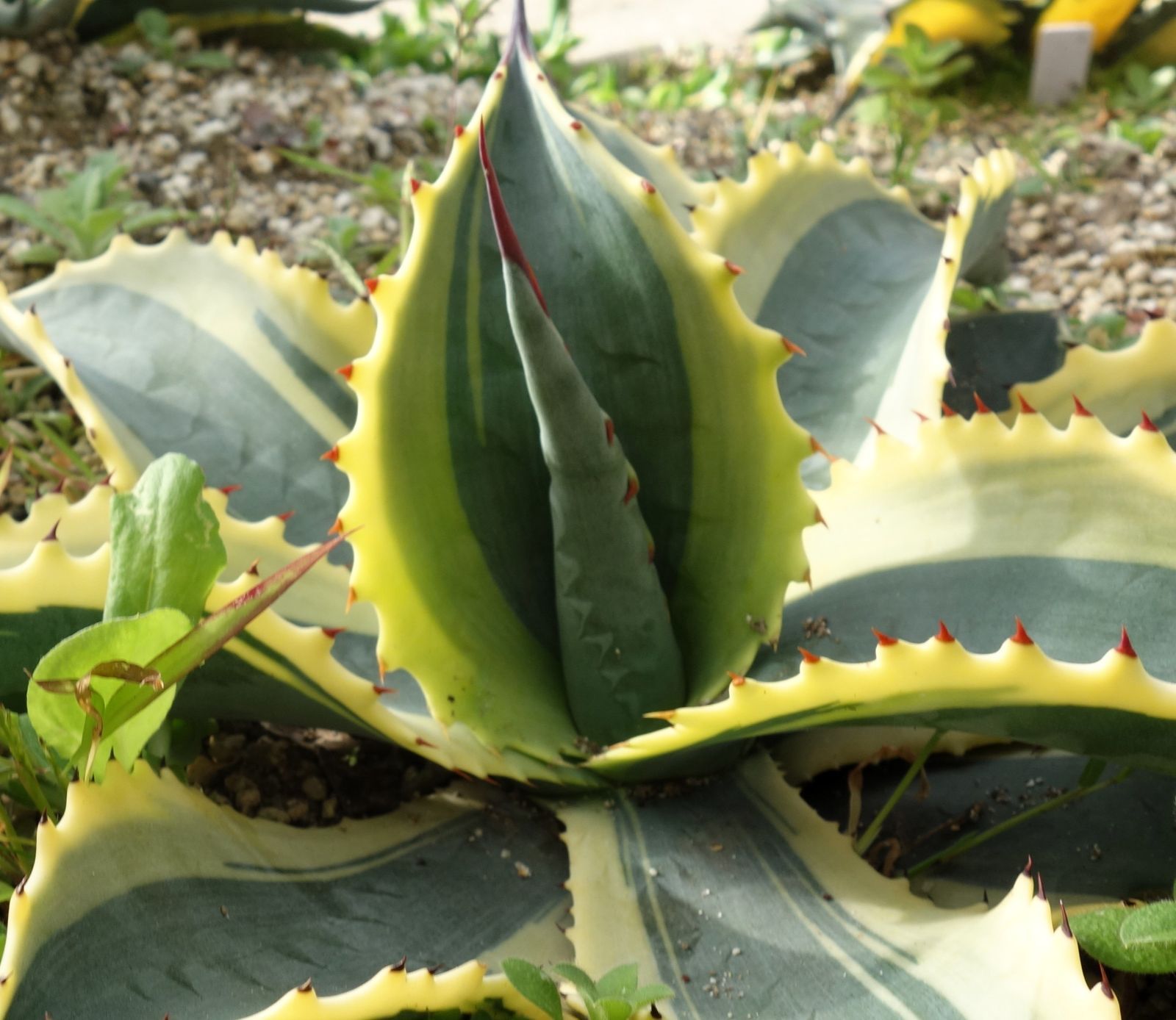 アガベ サルミアナリップルエフェクト - メルカリ