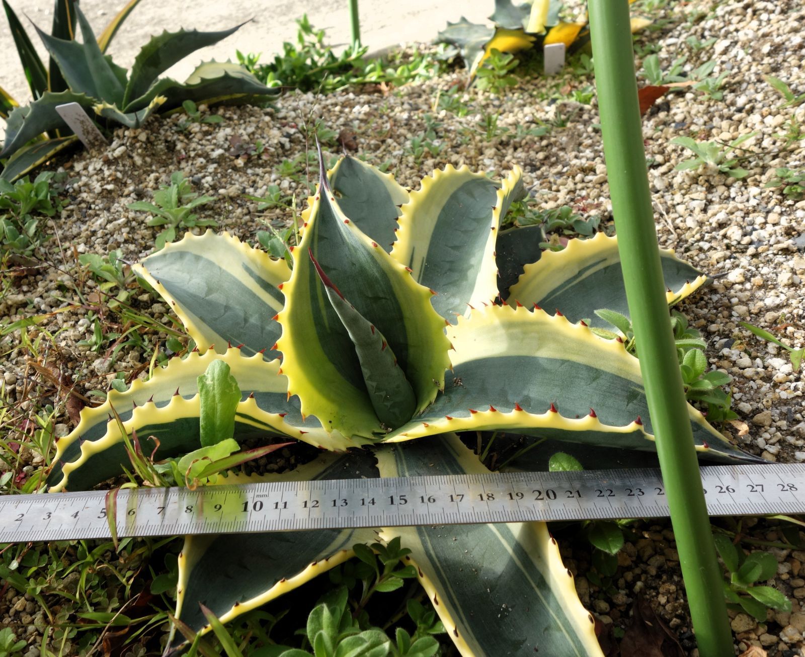 アガベ サルミアナリップルエフェクト - メルカリ