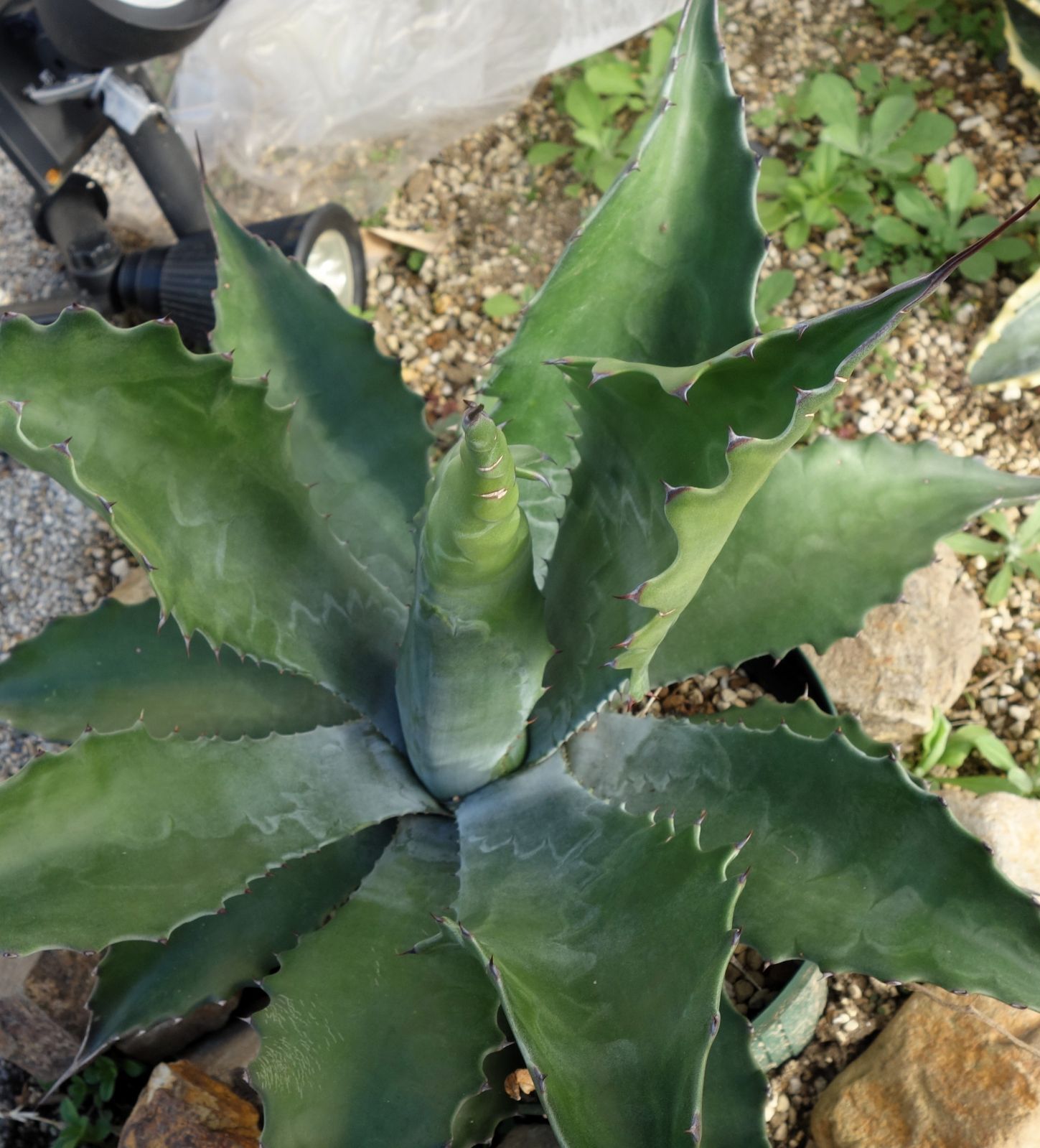 アガベ フェロックスローガンカルホーン1 - メルカリ