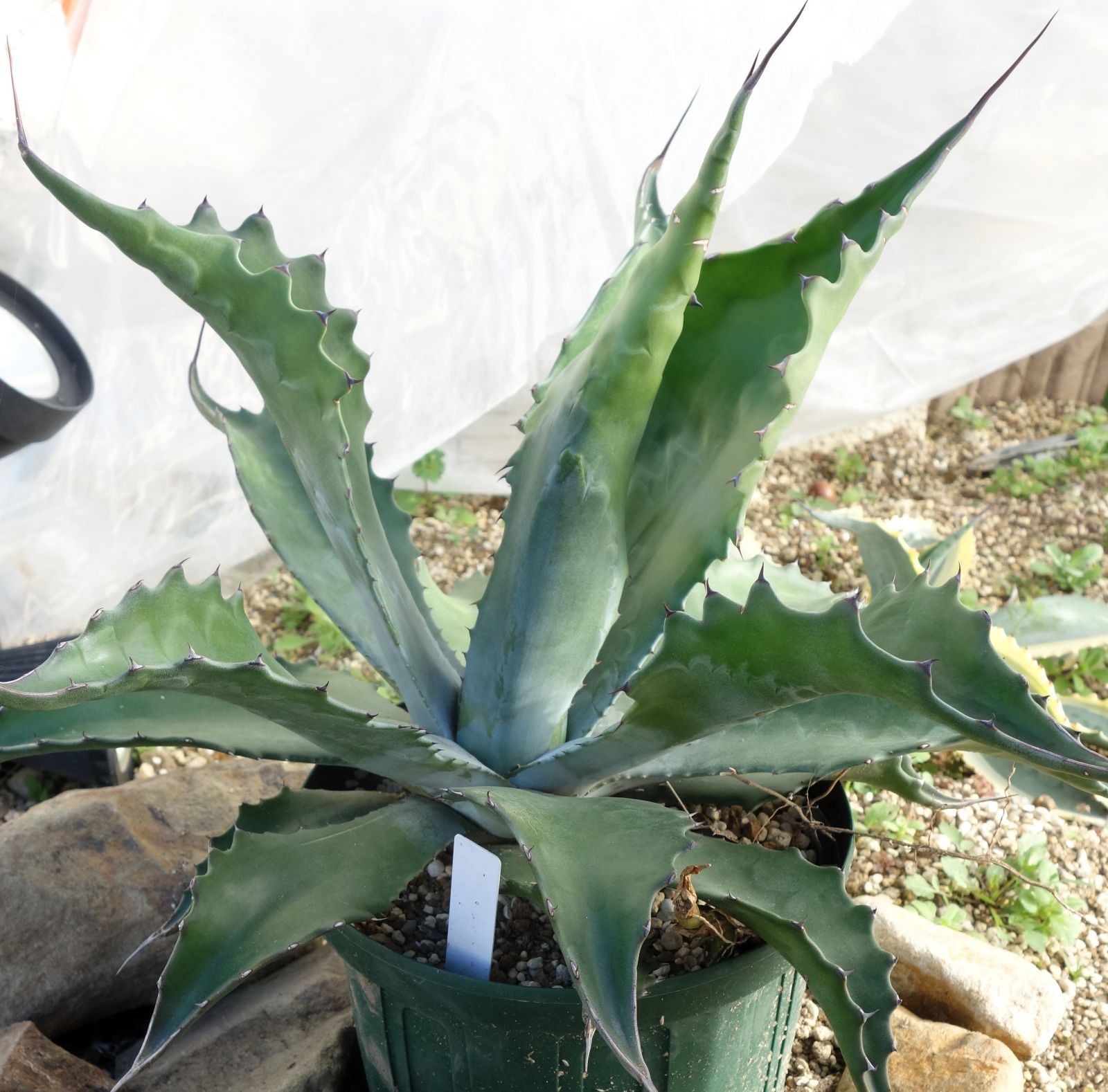 アガベ フェロックスローガンカルホーン1 アガベ フェロックスローガンカルホーン1 - メルカリ
