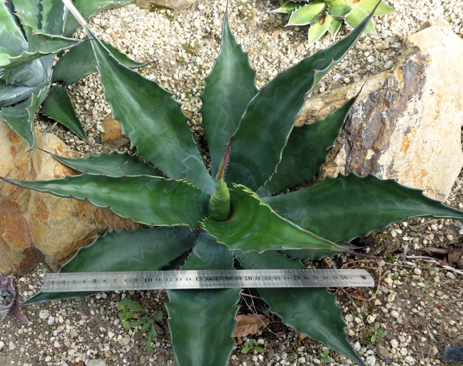 アガベ フェロックスローガンカルホーン - メルカリ