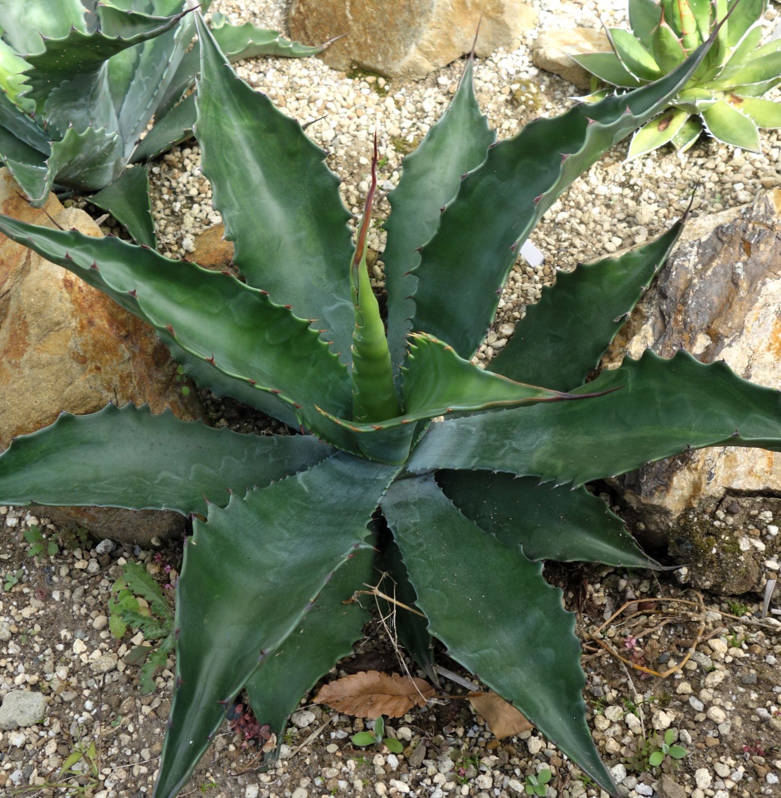 【特選】アガベ フェロックスローガンカルホーン3【5/17撮影】 アガベ フェロックスローガンカルホーン - メルカリ