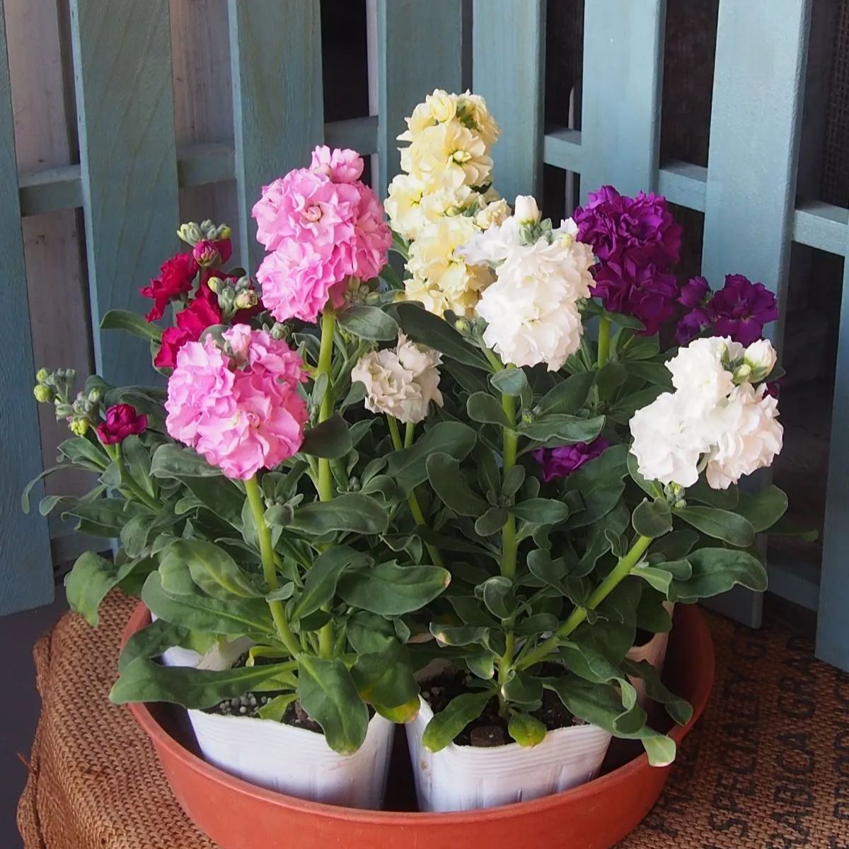 花苗5点セット]ストック5色5苗 - メルカリ