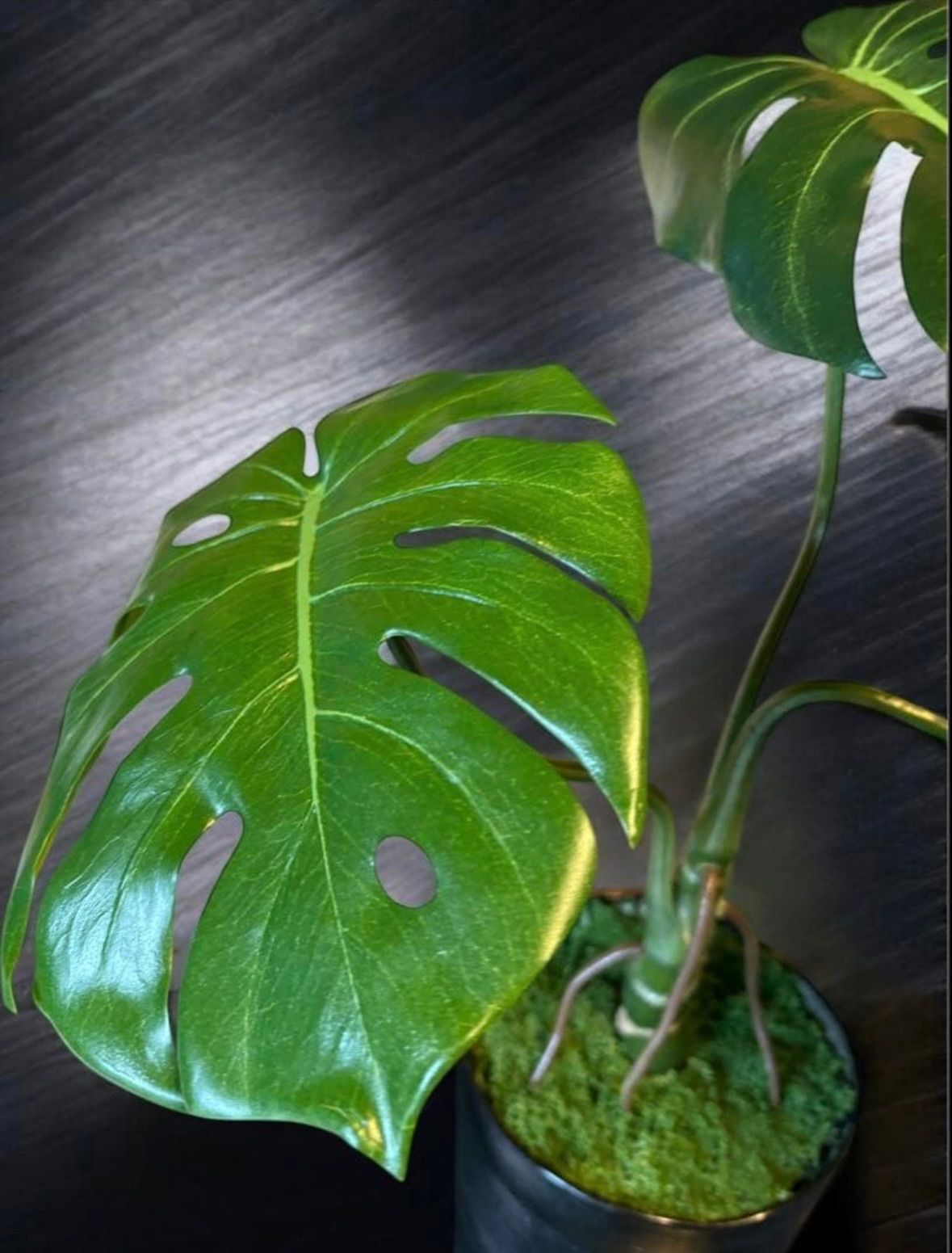 光触媒 人工観葉植物 ウォールグリーン フェイクグリーン モンステラ