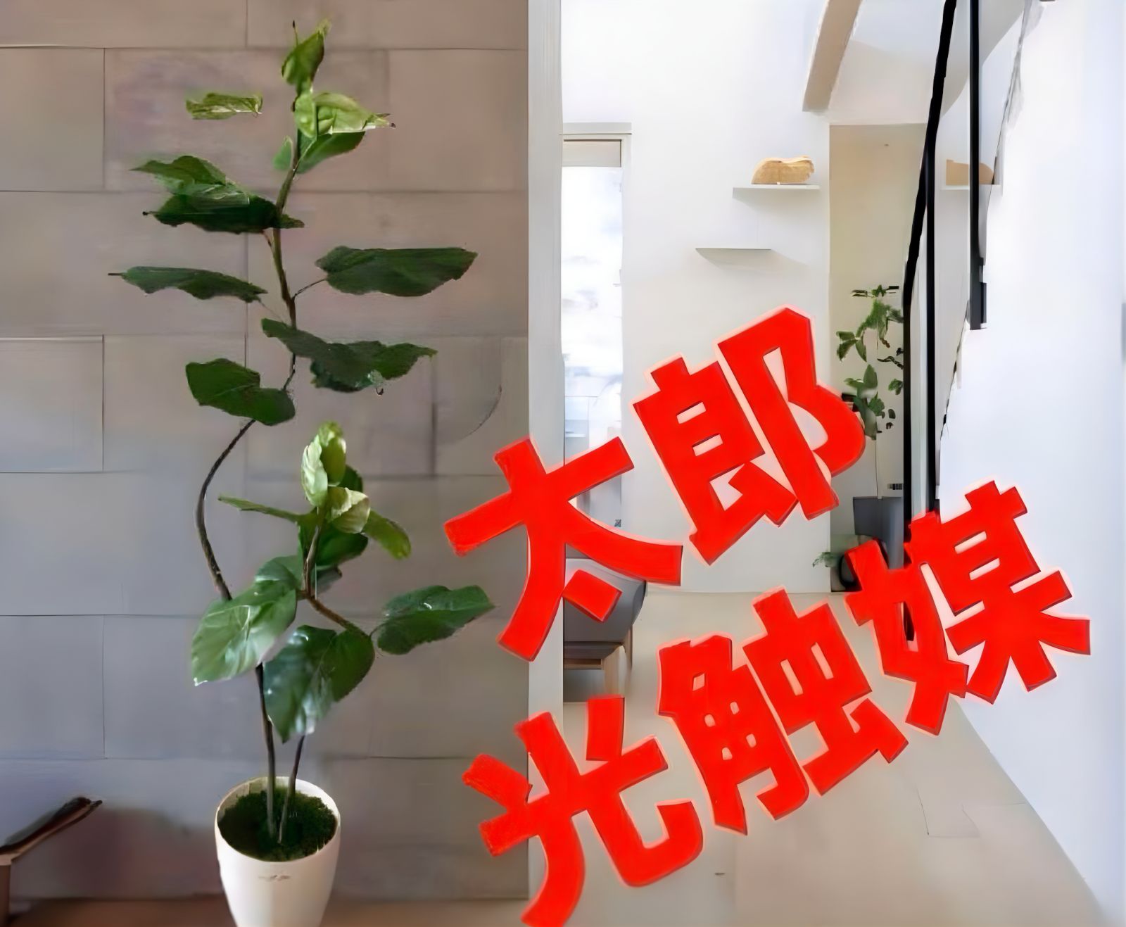 光触媒 人工観葉植物 フェイクグリーン クネクネウンベラータwa 【公式