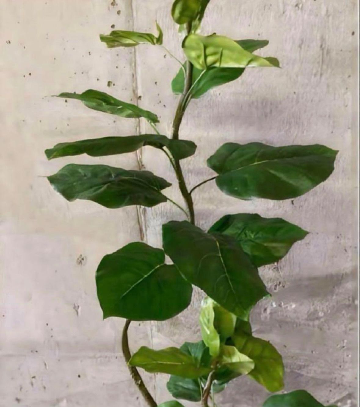 光触媒 人工観葉植物 フェイクグリーン クネクネウンベラータwa 【公式