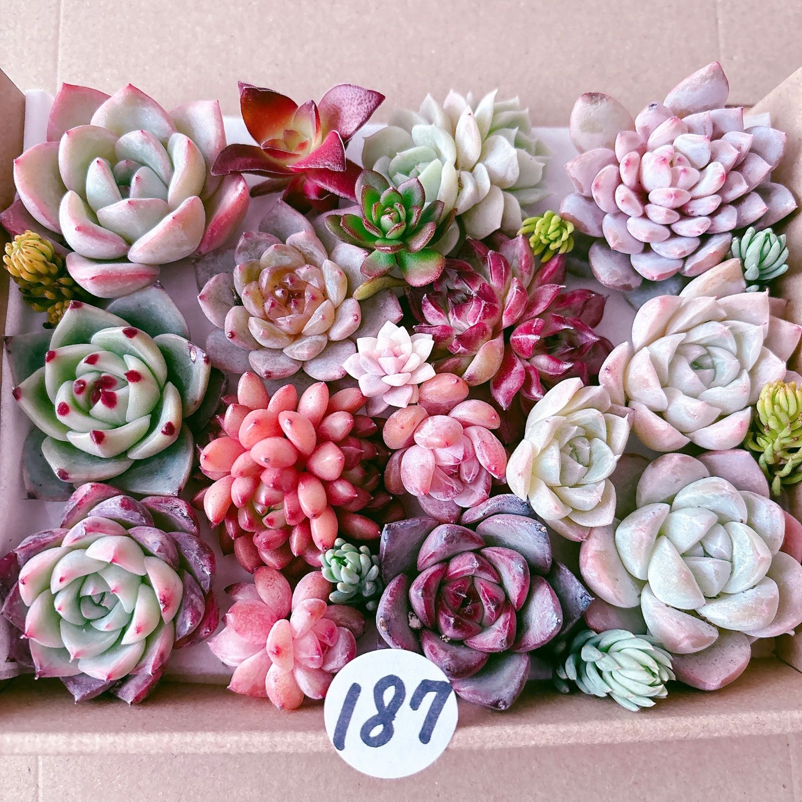 187 多肉植物寄せ植えセット - メルカリ