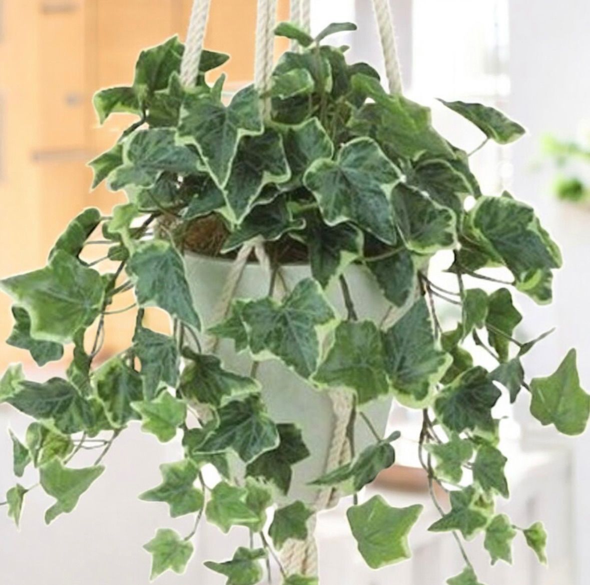 光触媒 観葉植物 ウォールグリーン フェイクグリーン 壁掛けグレイシア