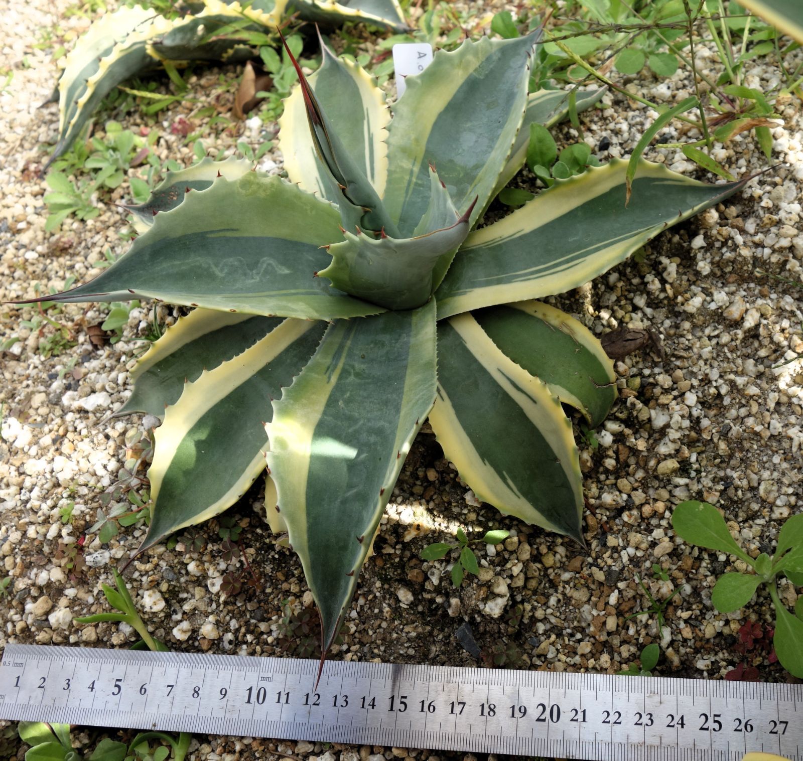 アガベ オバティフォリアオルカ2 - メルカリ