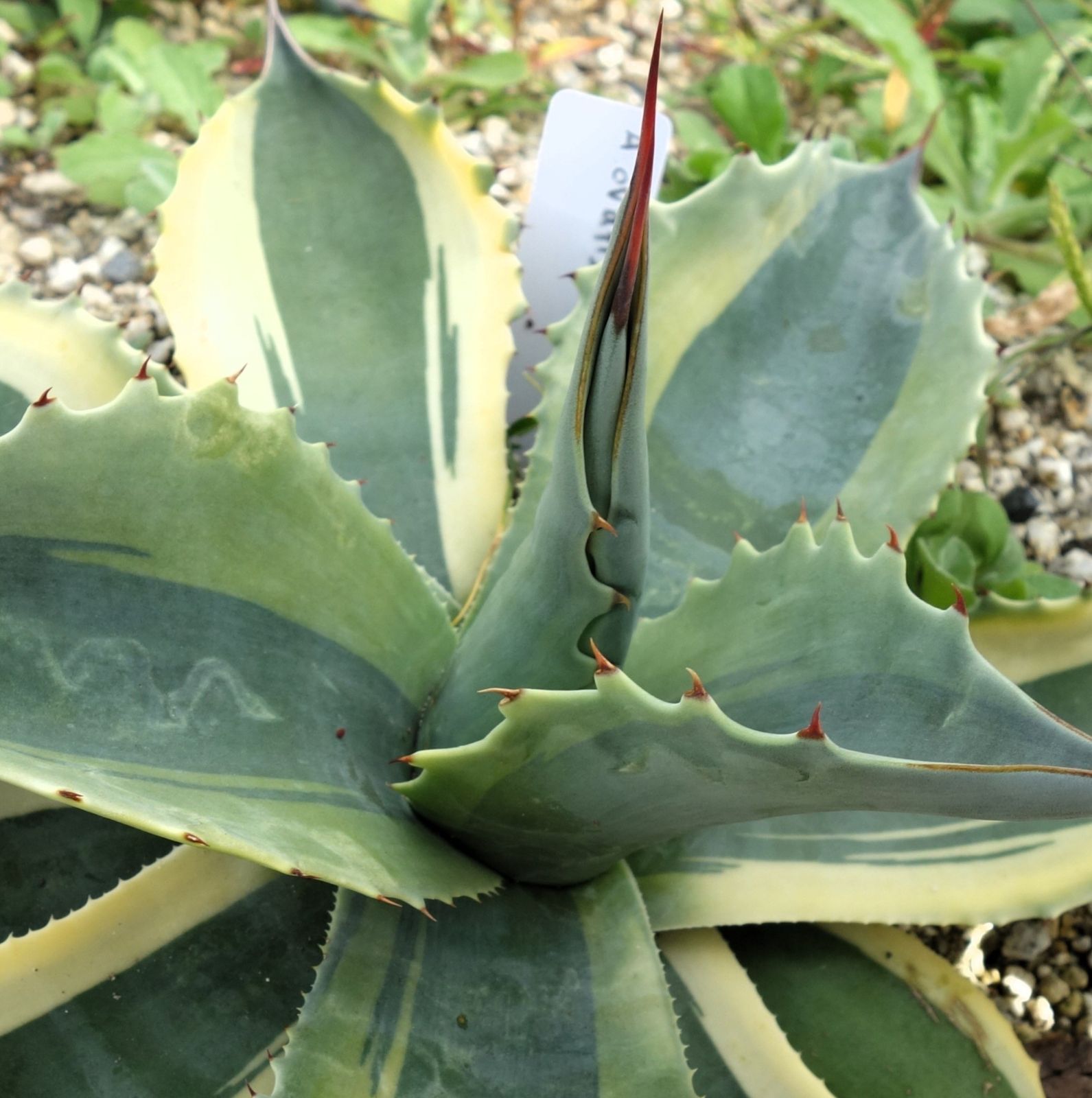 アガベ オバティフォリアオルカ2 - メルカリ