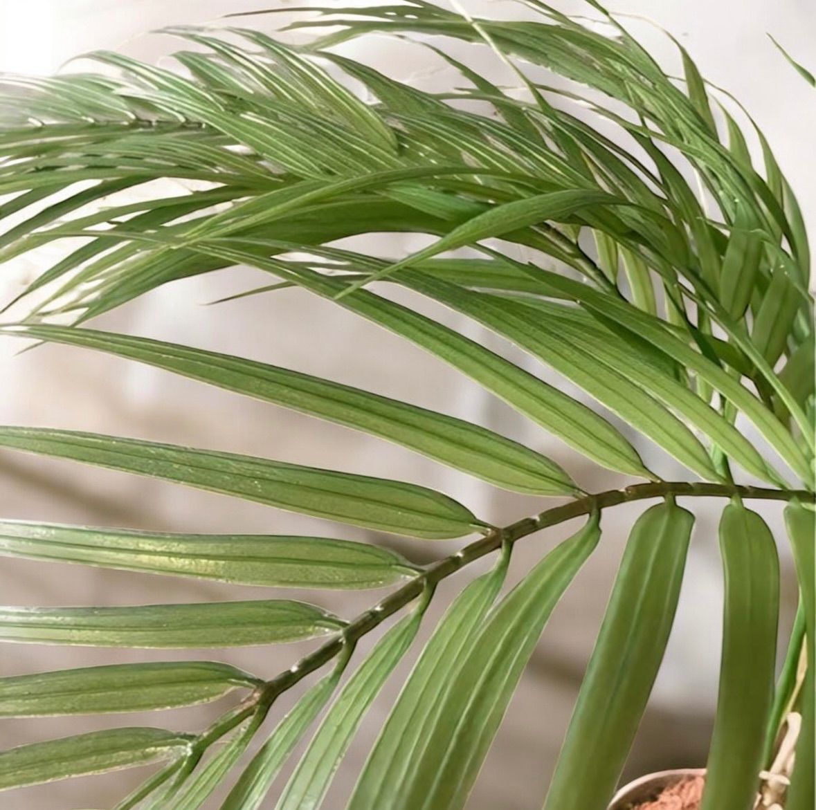 光触媒 人工観葉植物 ウォール グリーン フェイクグリーン アレカヤシ