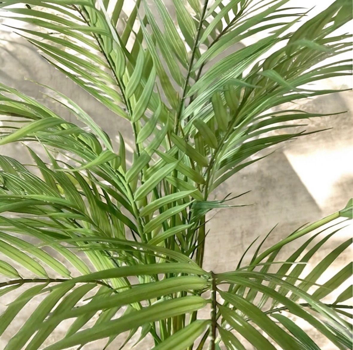 光触媒 人工観葉植物 ウォール グリーン フェイクグリーン アレカヤシ