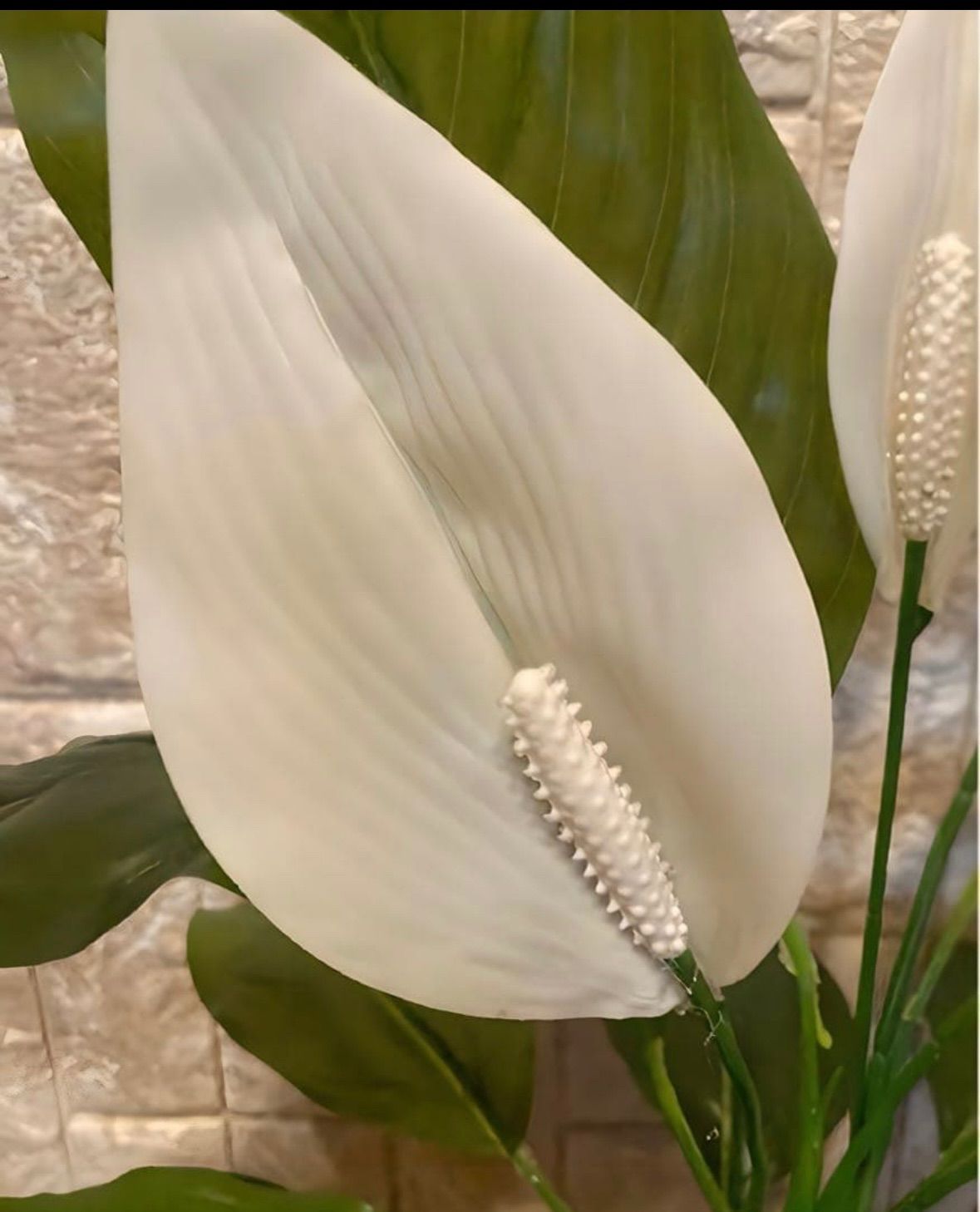 光触媒　人工観葉植物　ウォールグリーン　フェイクグリーン　スパティフィラムＰＥ 光触媒 人工観葉植物 ウォールグリーン フェイクグリーン