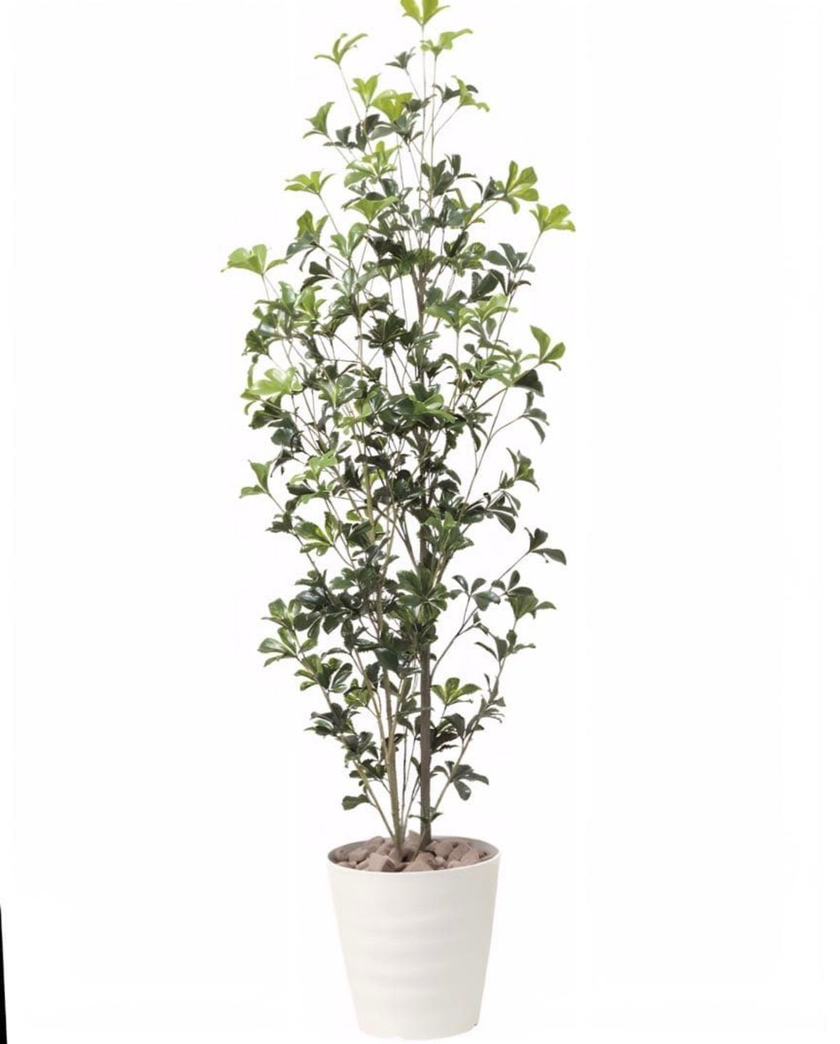 光触媒 人工観葉植物 ウォールグリーン フェイクグリーン シェフレラ