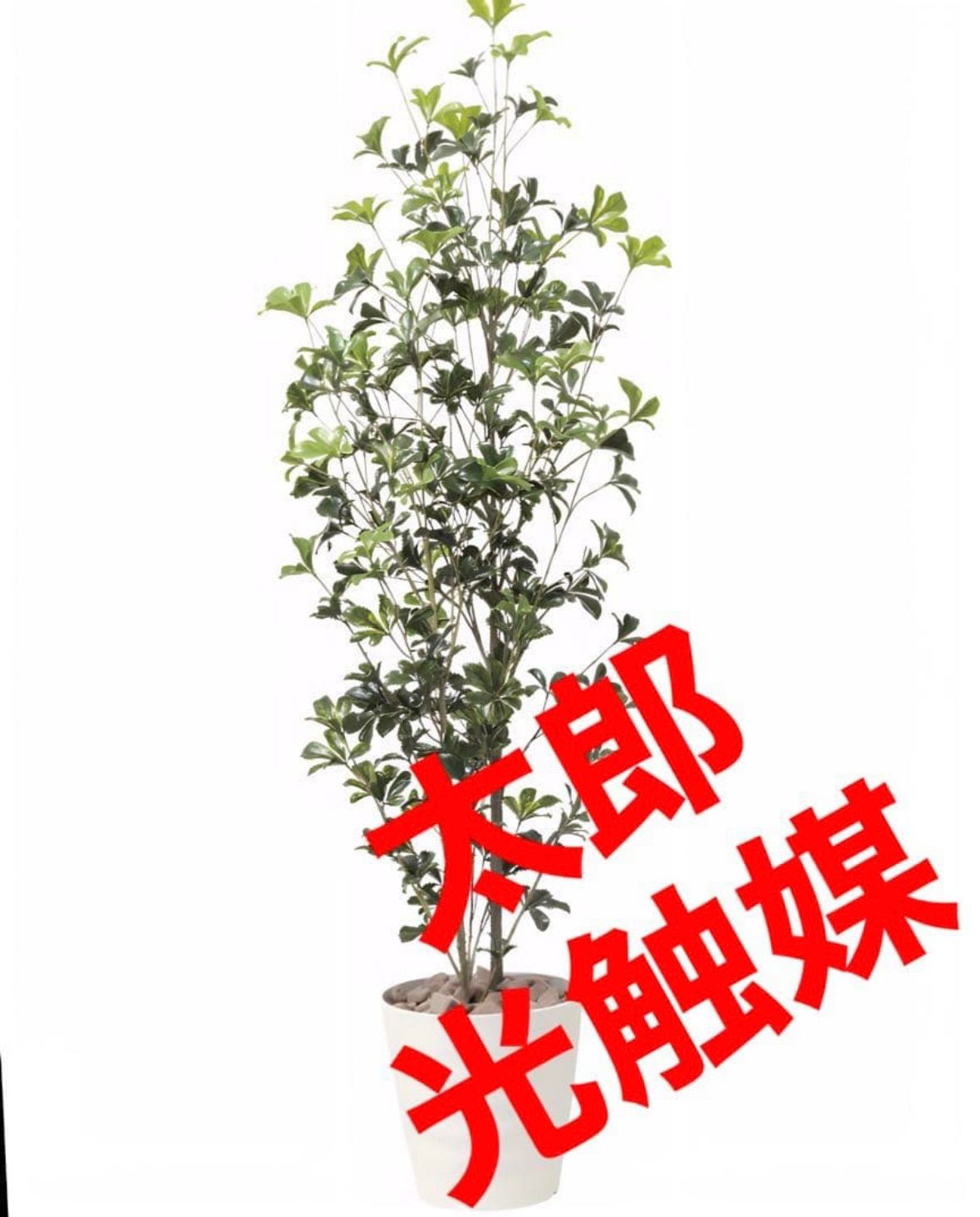 光触媒 人工観葉植物 ウォールグリーン フェイクグリーン シェフレラ