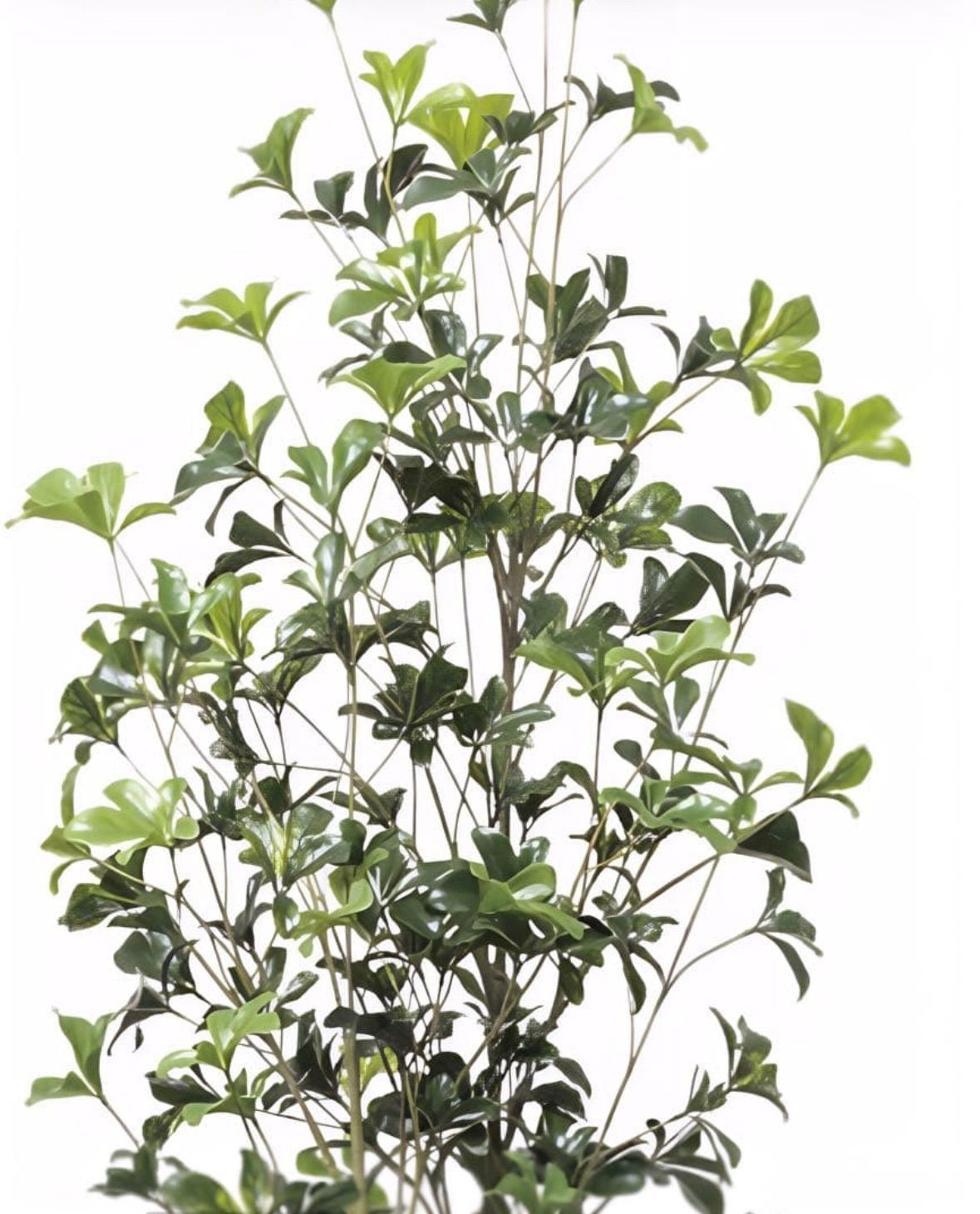 光触媒　人工観葉植物　ウォールグリーン　フェイクグリーン　シェフレラツリー1.7 光触媒 人工観葉植物 ウォールグリーン フェイクグリーン シェフレラ