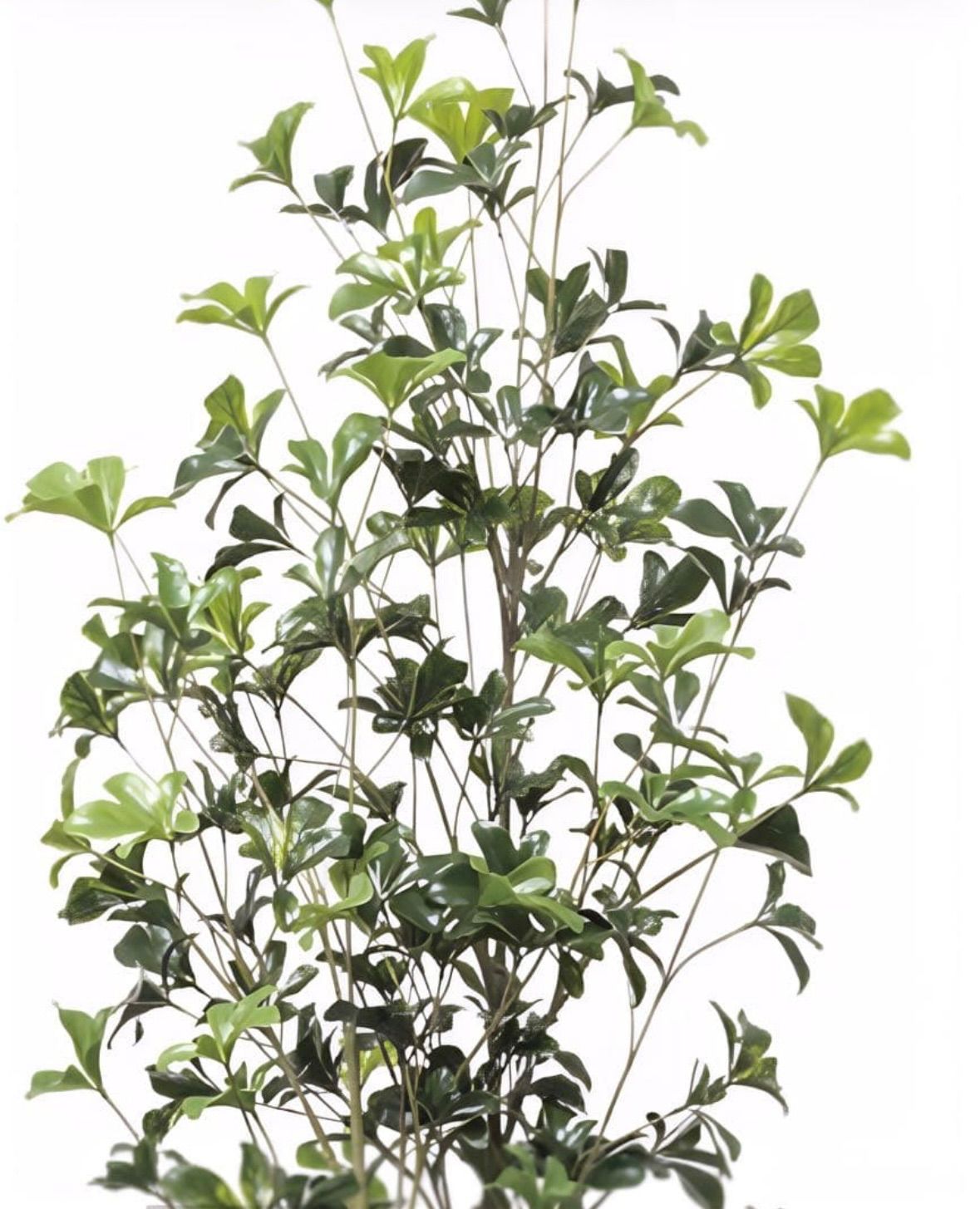 光触媒 人工観葉植物 ウォールグリーン フェイクグリーン シェフレラ