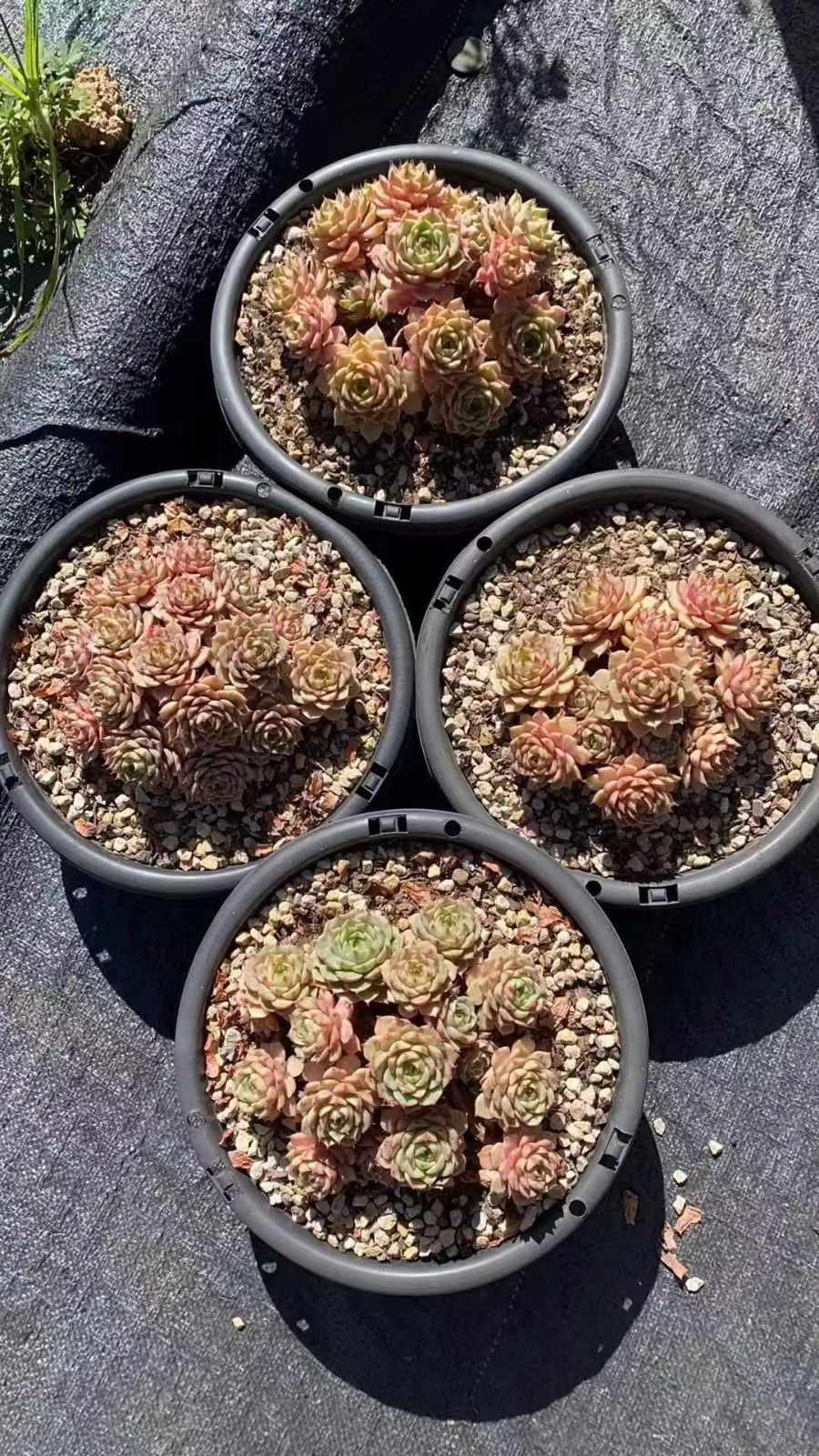 4株×ベンバティススーパー 節約 多肉植物 エケベリア セダム