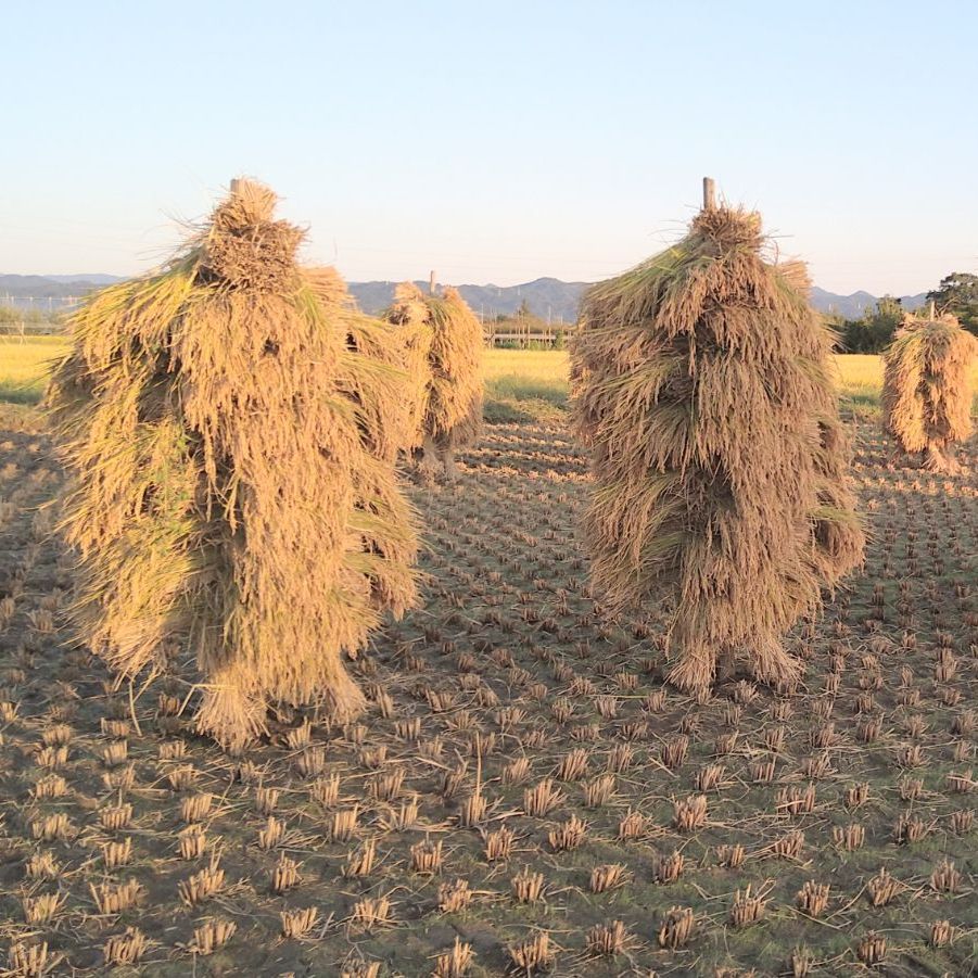 新米 令和7年産 福島産コシヒカリ玄米20kg 農家直送 - メルカリ