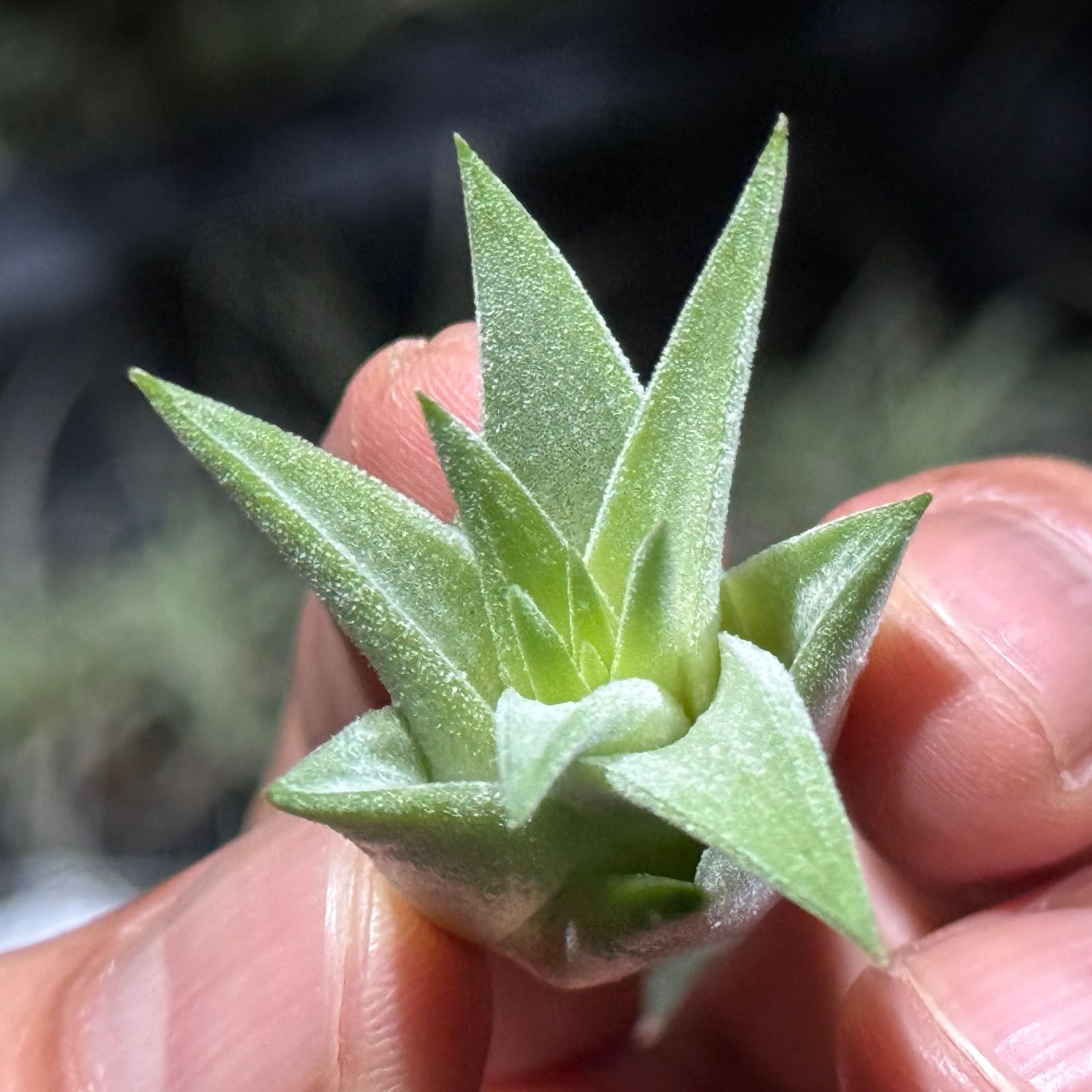 現品＊ 肉厚＊ チランジア イオナンタ ヘッジホッグ T.I. Tillandsia