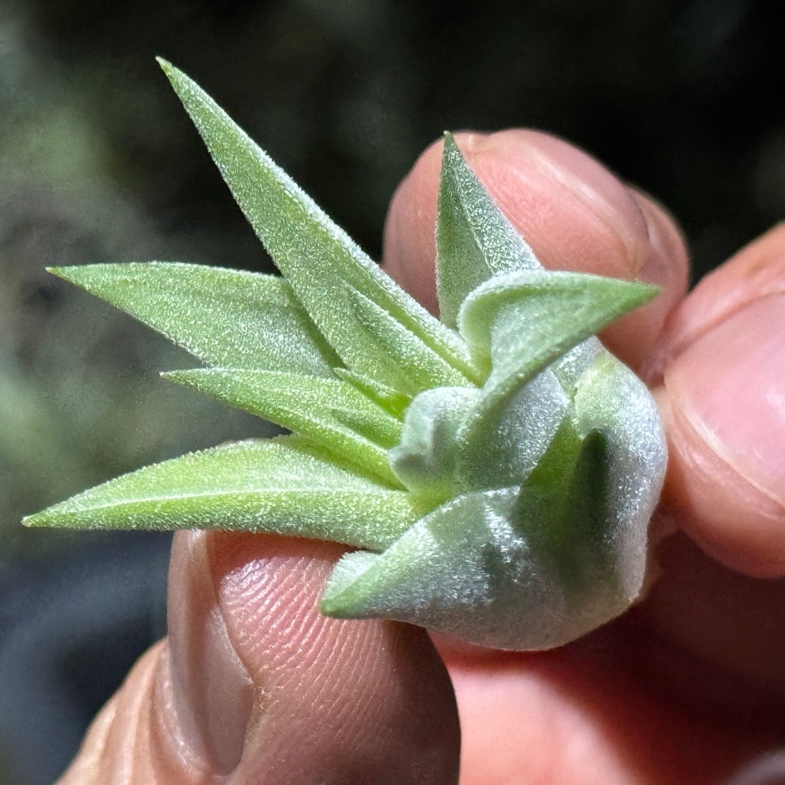 現品＊ 肉厚＊ チランジア イオナンタ ヘッジホッグ T.I. Tillandsia