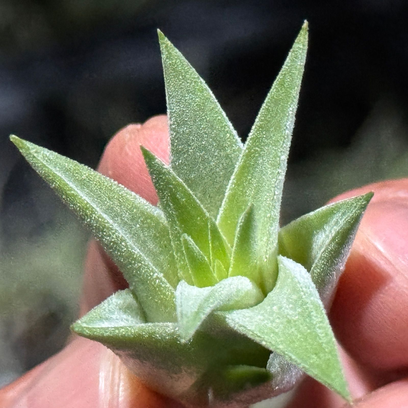 現品＊ 肉厚＊ チランジア イオナンタ ヘッジホッグ T.I. Tillandsia