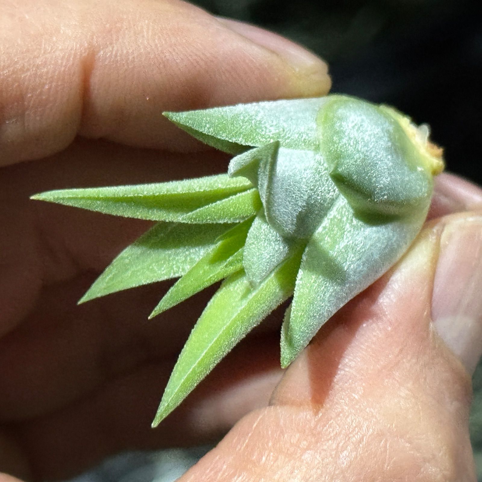 現品＊ 肉厚＊ チランジア イオナンタ ヘッジホッグ T.I. Tillandsia