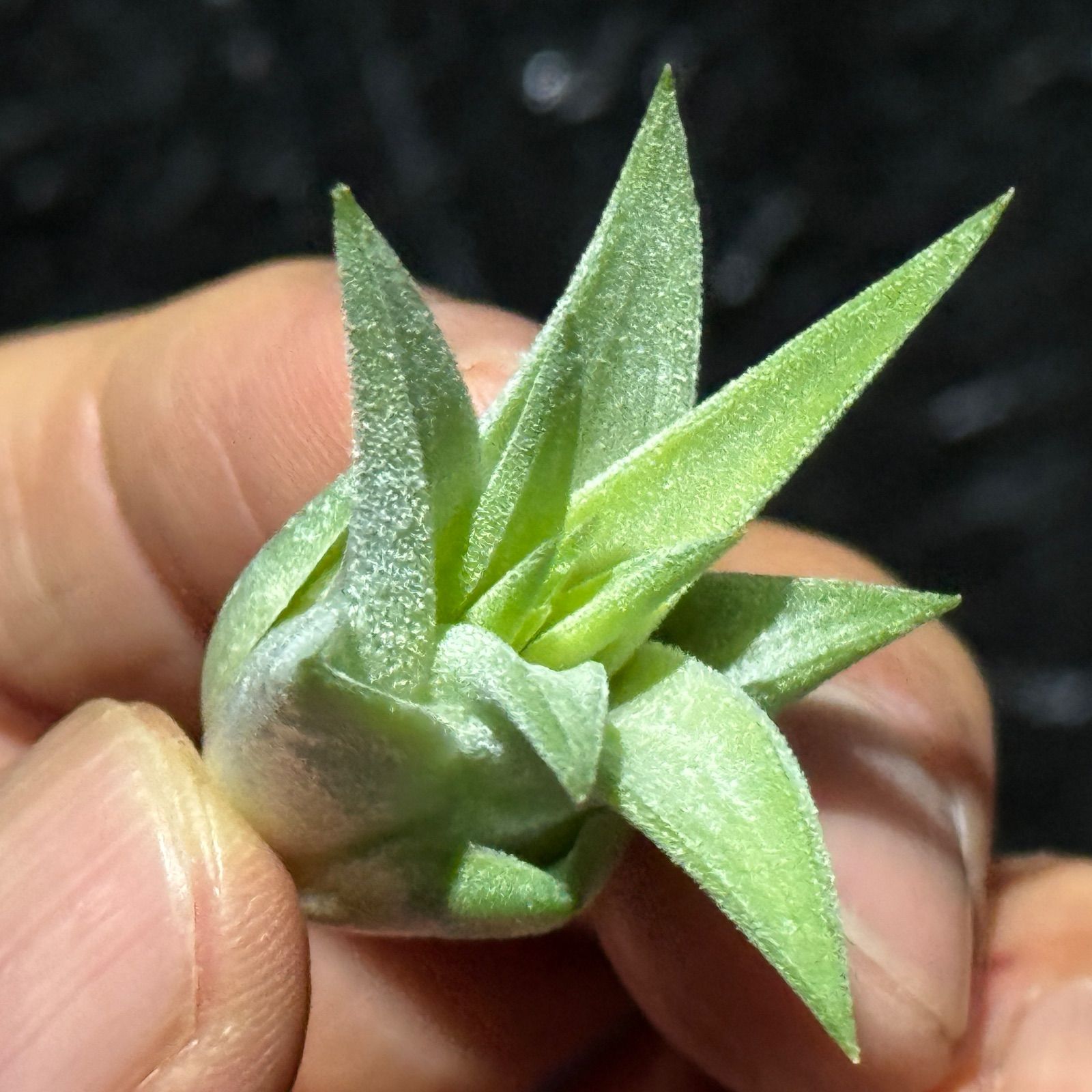 現品＊ 肉厚＊ チランジア イオナンタ ヘッジホッグ T.I. Tillandsia