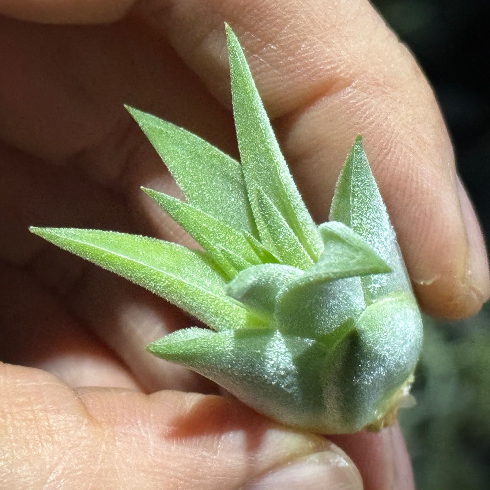 現品＊ 肉厚＊ チランジア イオナンタ ヘッジホッグ T.I. Tillandsia