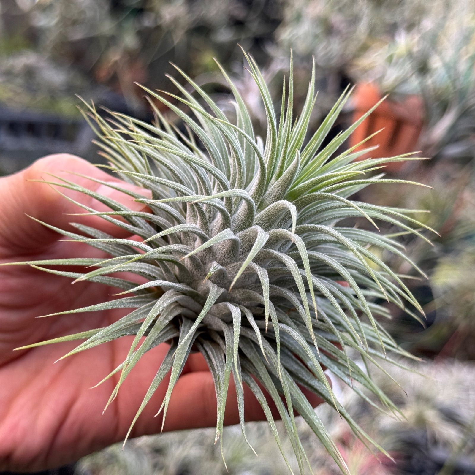 現品 最 上BIG株 シルバーグレーのギラギラトリコームたっぷり チランジア イオナンタ スノーボール Tillandsia ionantha Snowball エアプランツ フラワーショップ江口