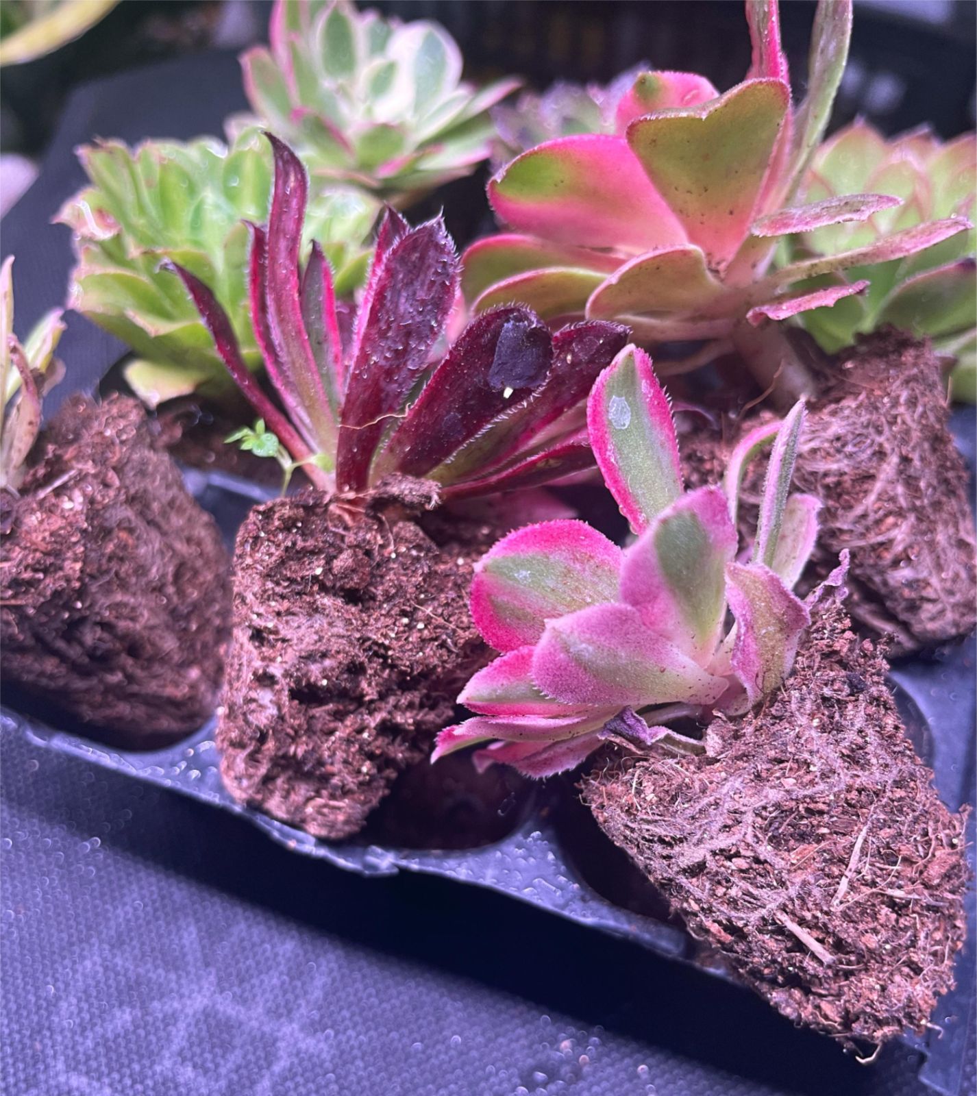 発根済み カラフルアエオニウム 9株セットA 1点限定 寄せ植え向け 安定