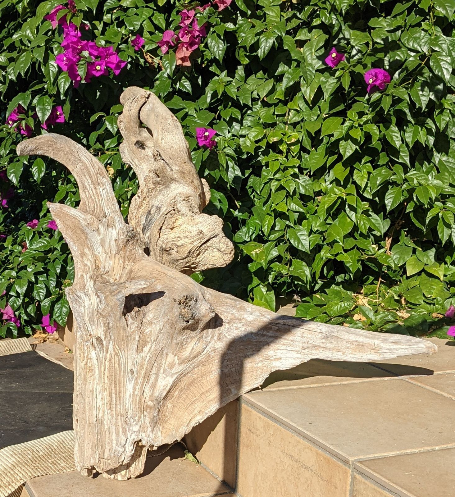 16ロックガーデン向き【超大型流木】2本組/洗浄済 - メルカリ