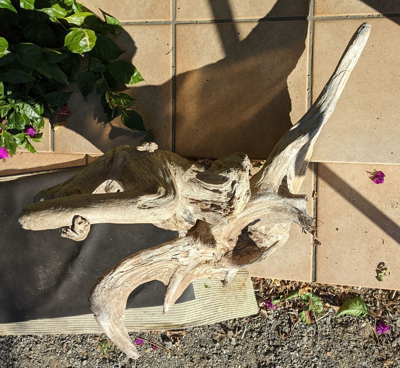 16ロックガーデン向き【超大型流木】2本組/洗浄済 - メルカリ