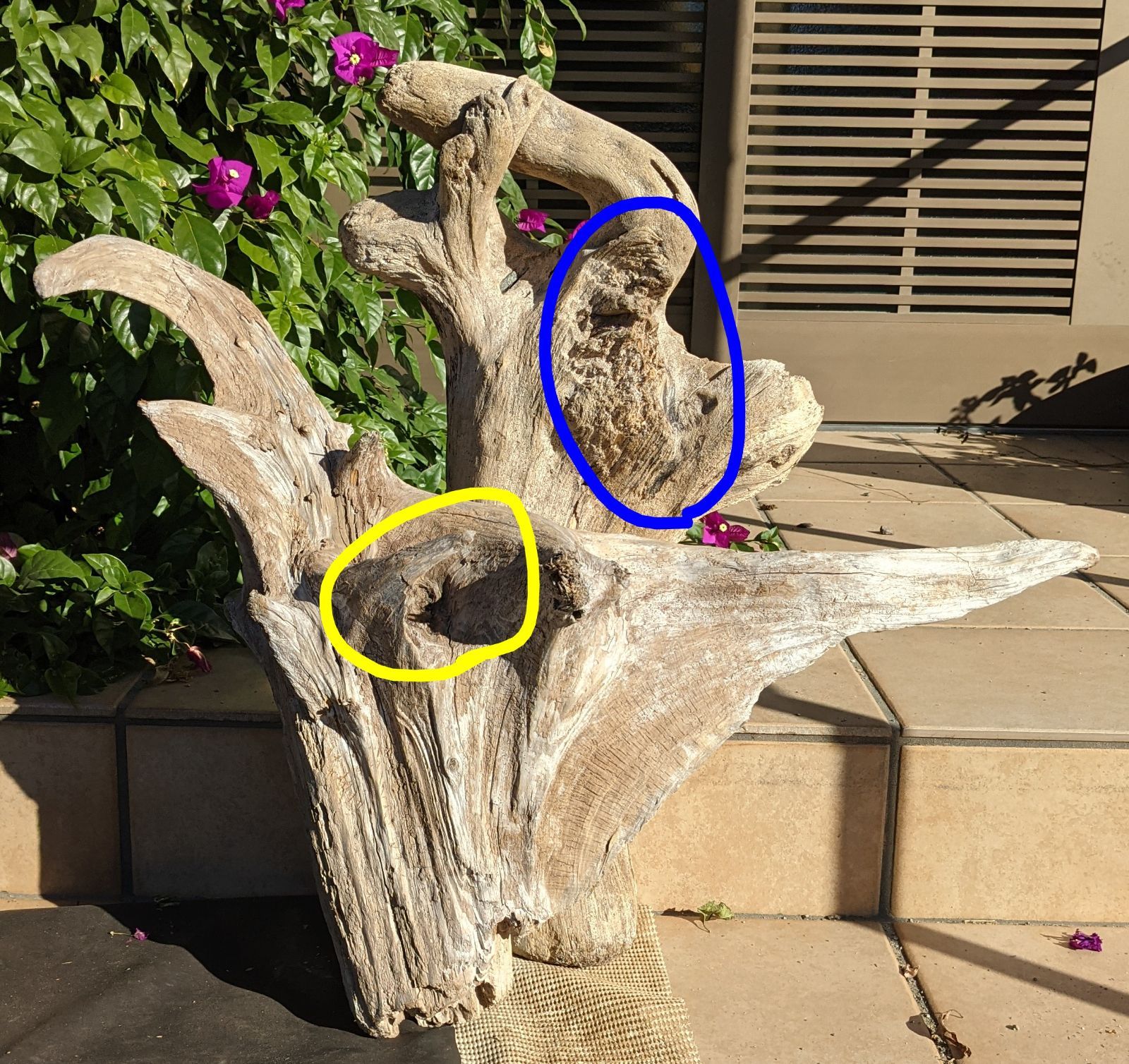 16ロックガーデン向き【超大型流木】2本組/洗浄済