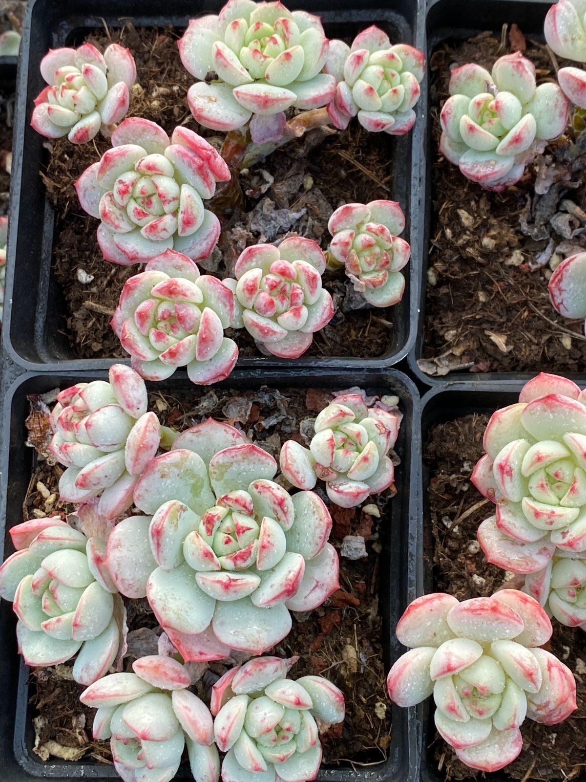 新入荷 ハーブ ZZ193×18苗 抜き苗 多肉植物 詰め合わせ アエオニウム