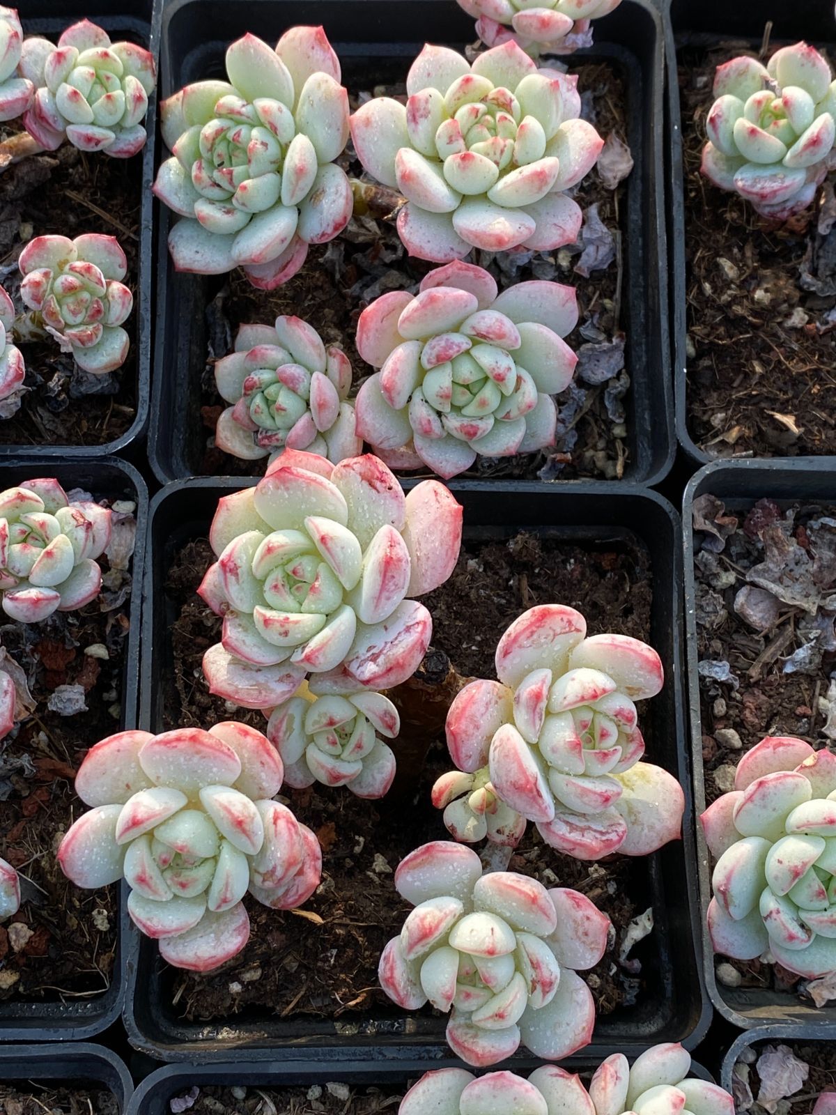 新入荷 ハーブ ZZ193×18苗 抜き苗 多肉植物 詰め合わせ アエオニウム