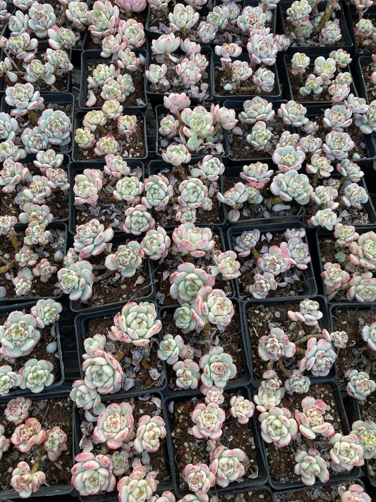 新入荷 ハーブ ZZ193×18苗 抜き苗 多肉植物 詰め合わせ アエオニウム