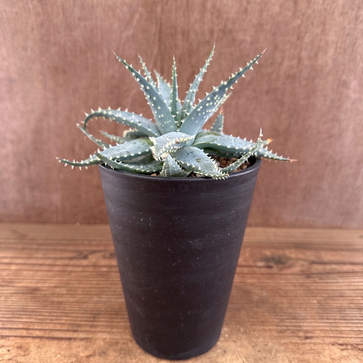 アロエ プラテンシス ① 現品 Aloe pratensis 雪娘 棘 観葉植物 植物