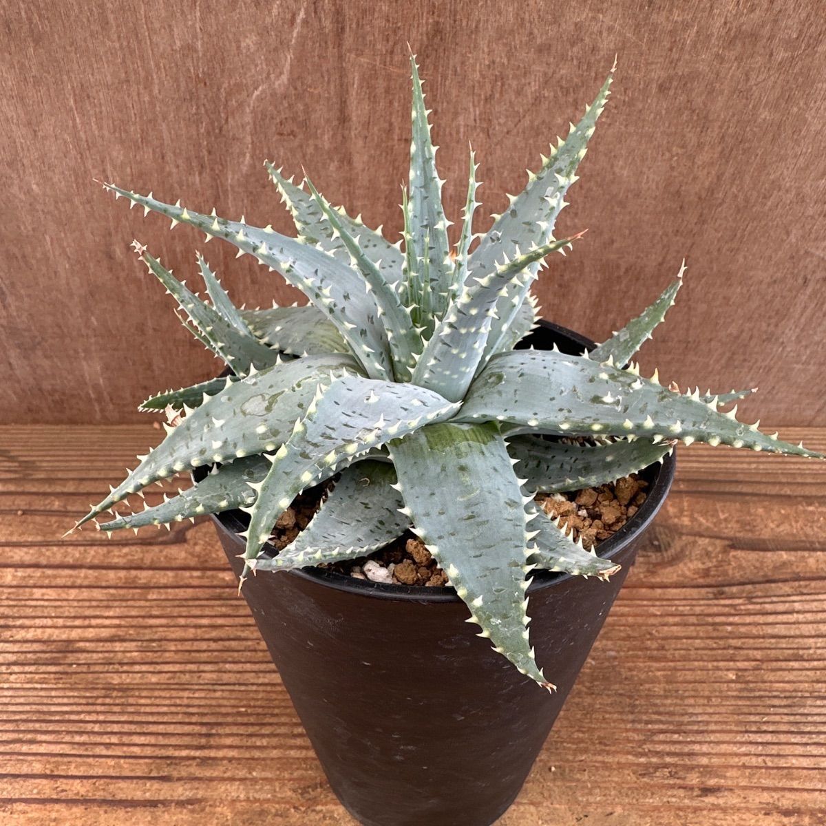 アロエ プラテンシス ① 現品 Aloe pratensis 雪娘 棘 観葉植物 植物