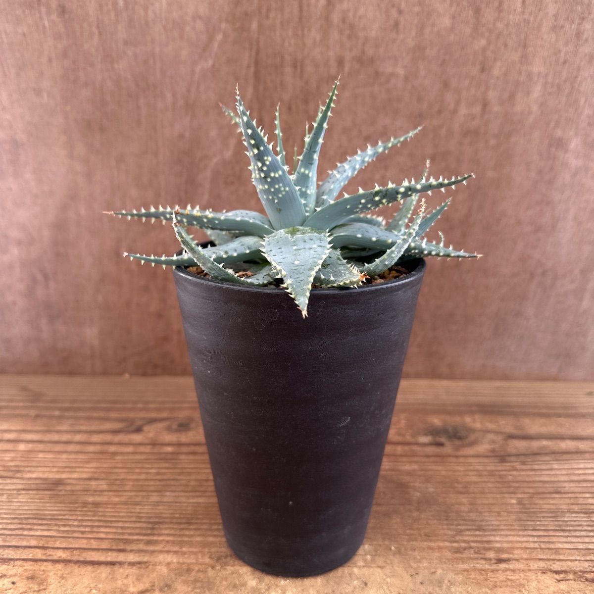 アロエ プラテンシス ① 現品 Aloe pratensis 雪娘 棘 観葉植物 植物