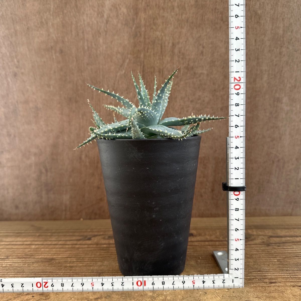 アロエ プラテンシス ① 現品 Aloe pratensis 雪娘 棘 観葉植物 植物