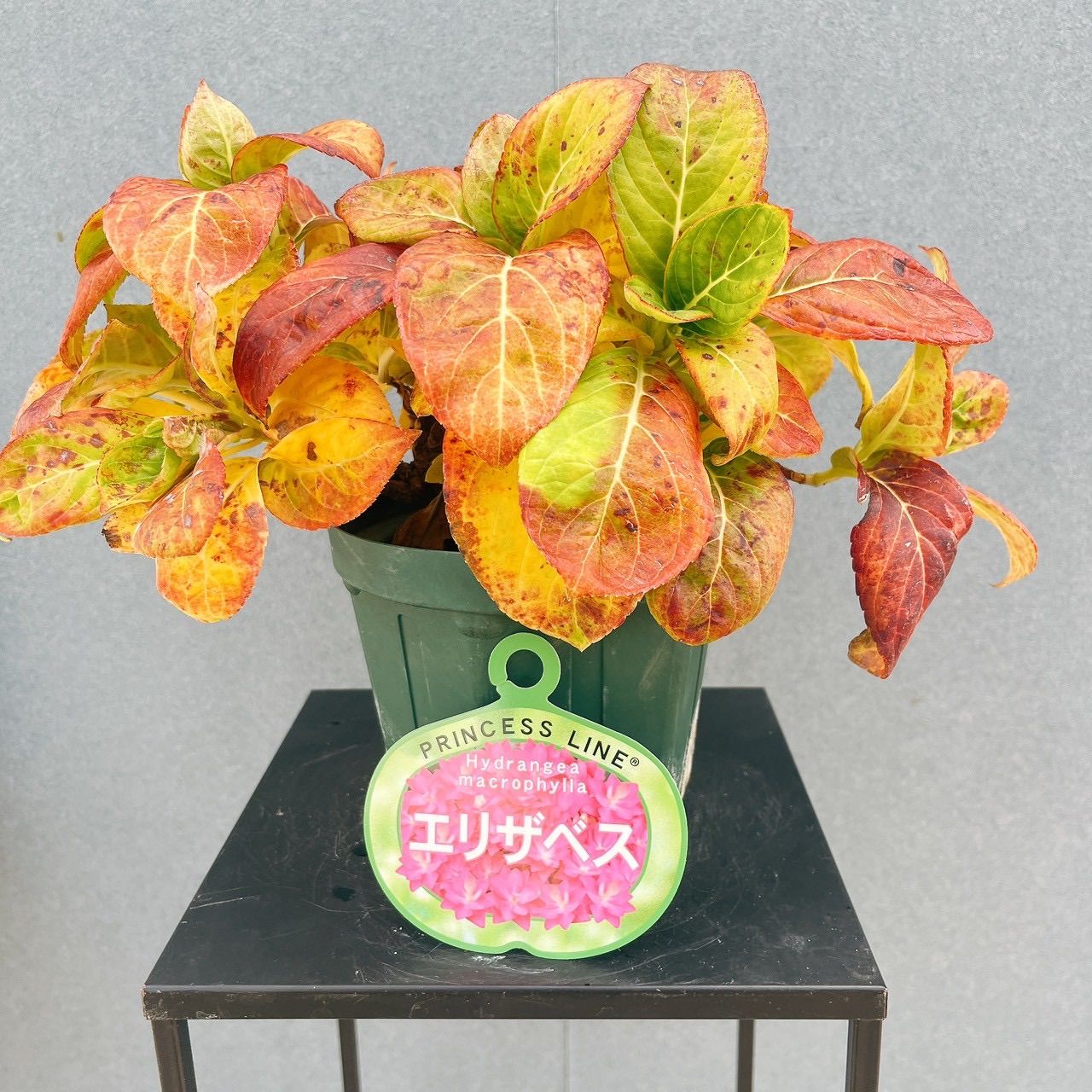 Excellence MLY-150A ワインセラー エクセレンス